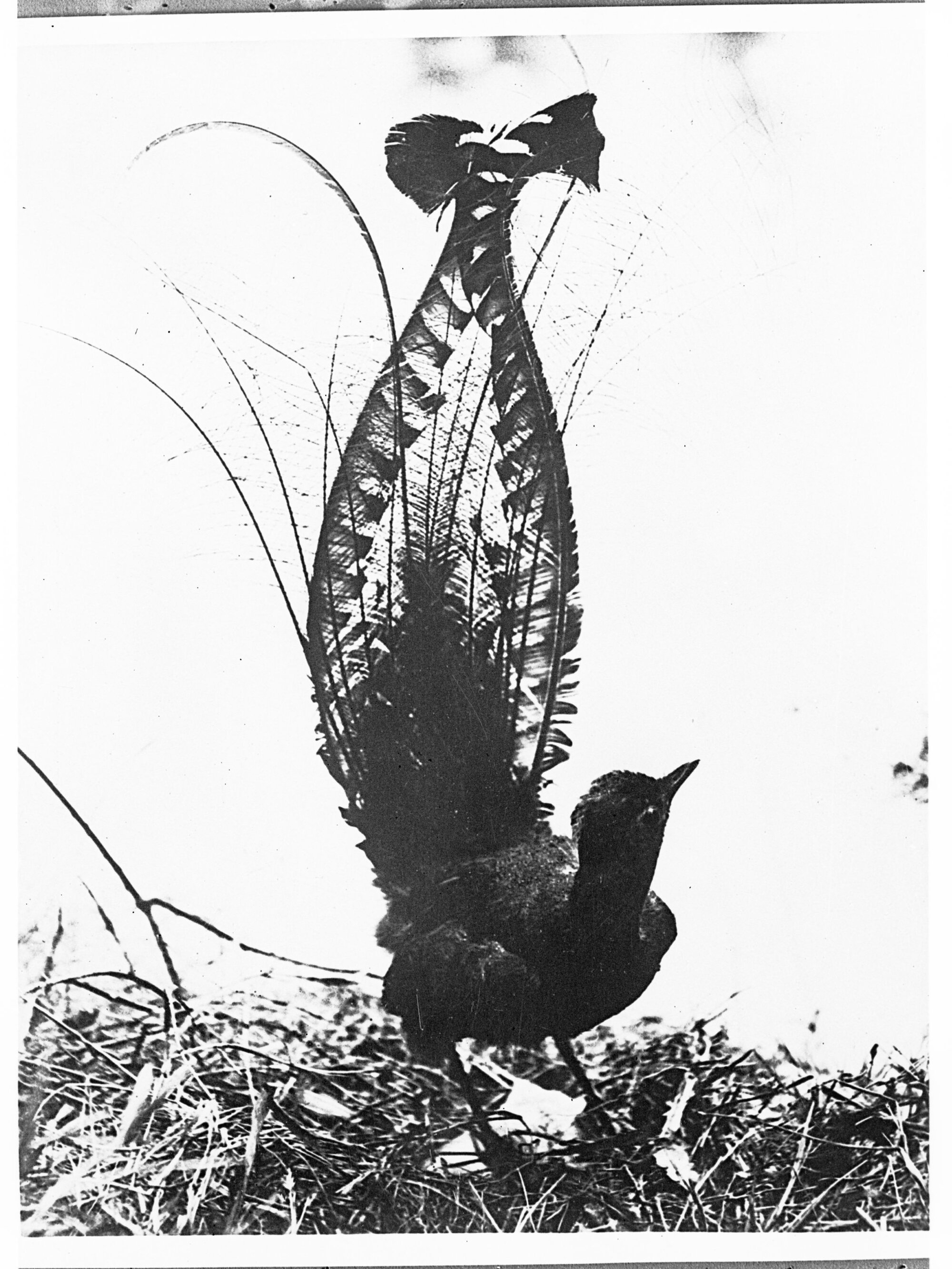 Lyre bird