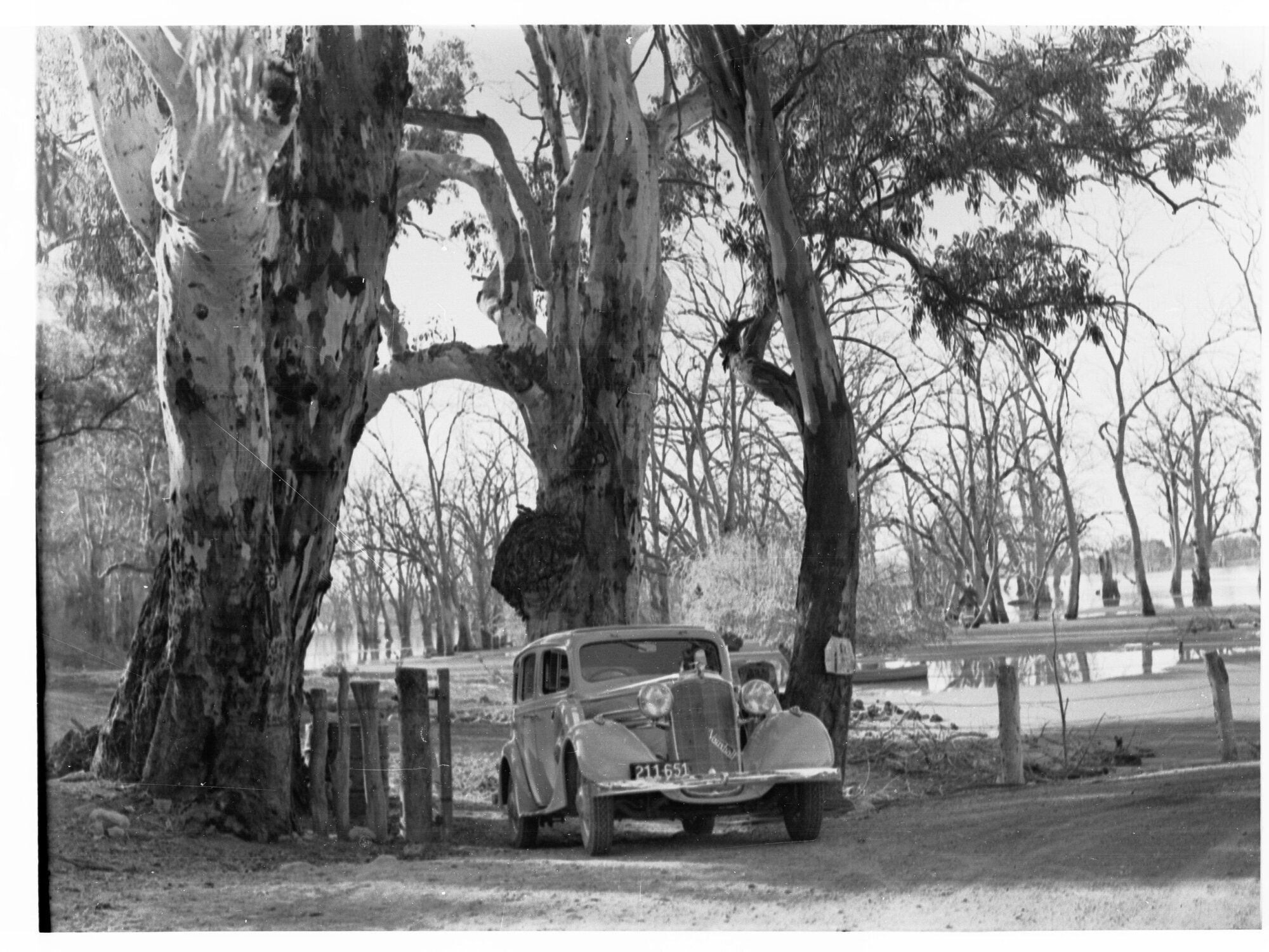 Bank of River Murray