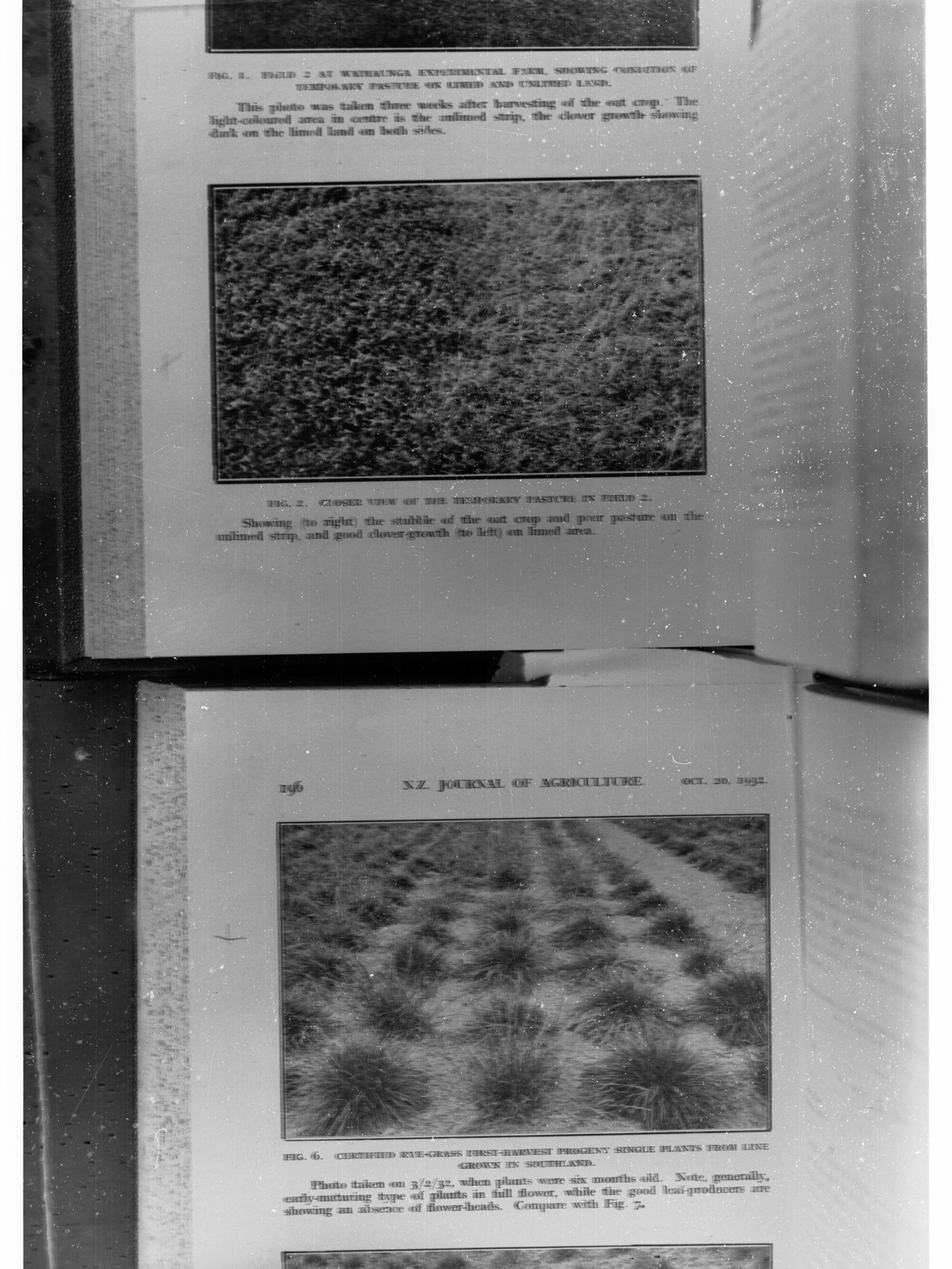 Photographs of clover and rye grass