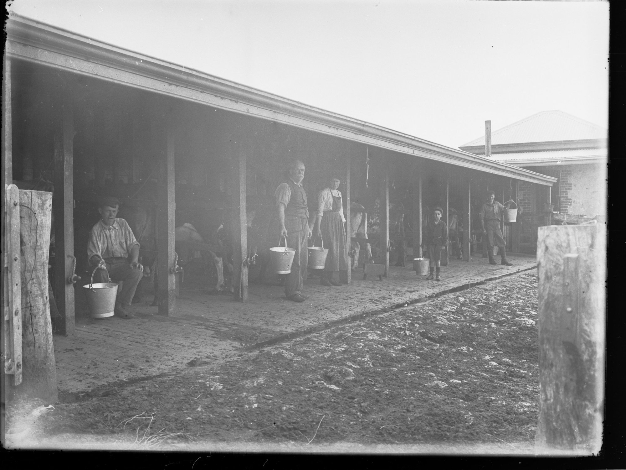 Cows being milked