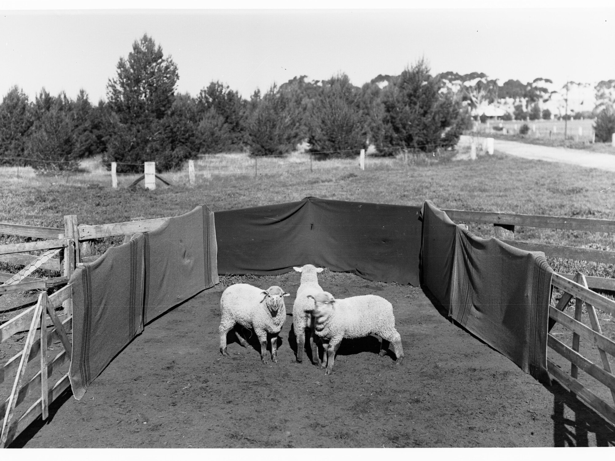 Sheep in a pen at Roseworthy