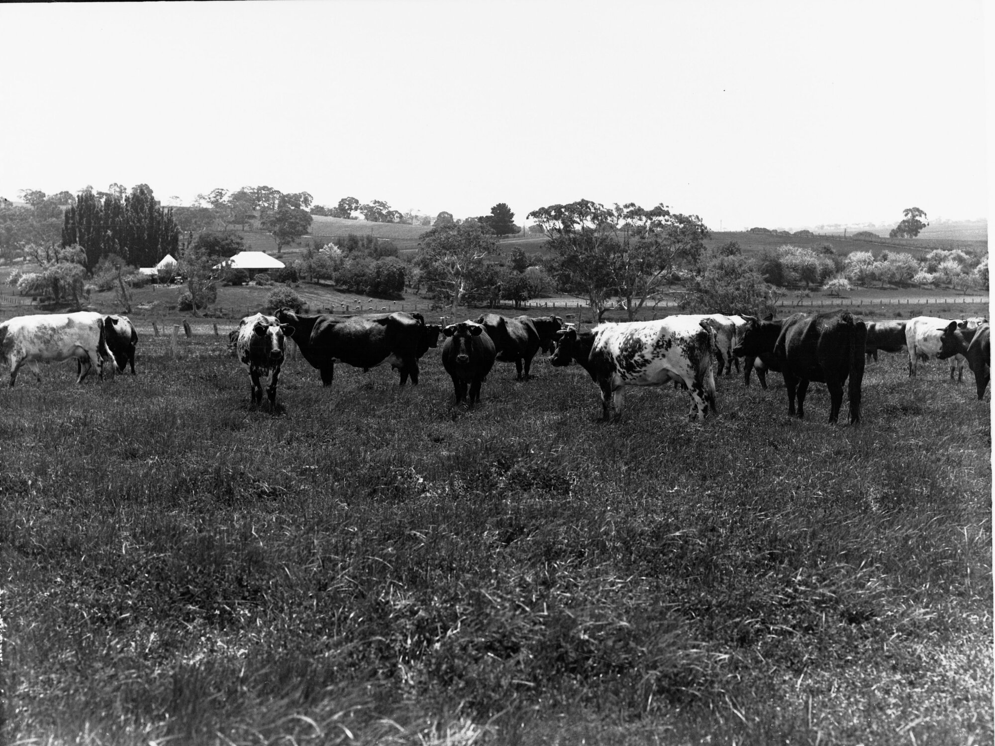 Dairy Cows at Mount Barker Springs
