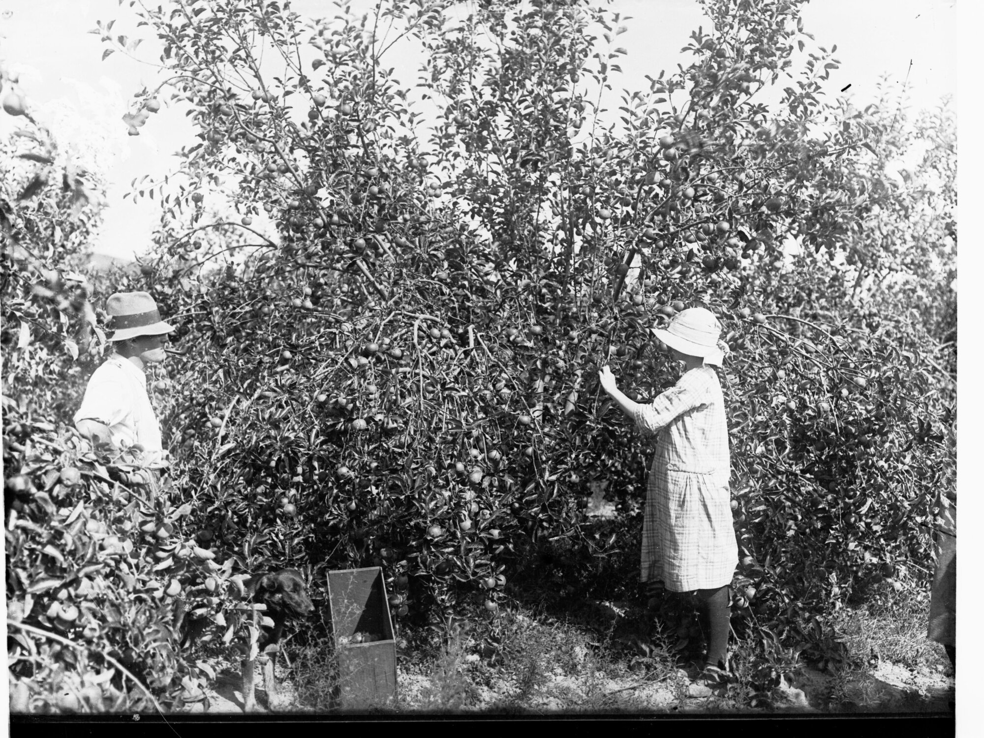 Apple Picking at Gumeracha