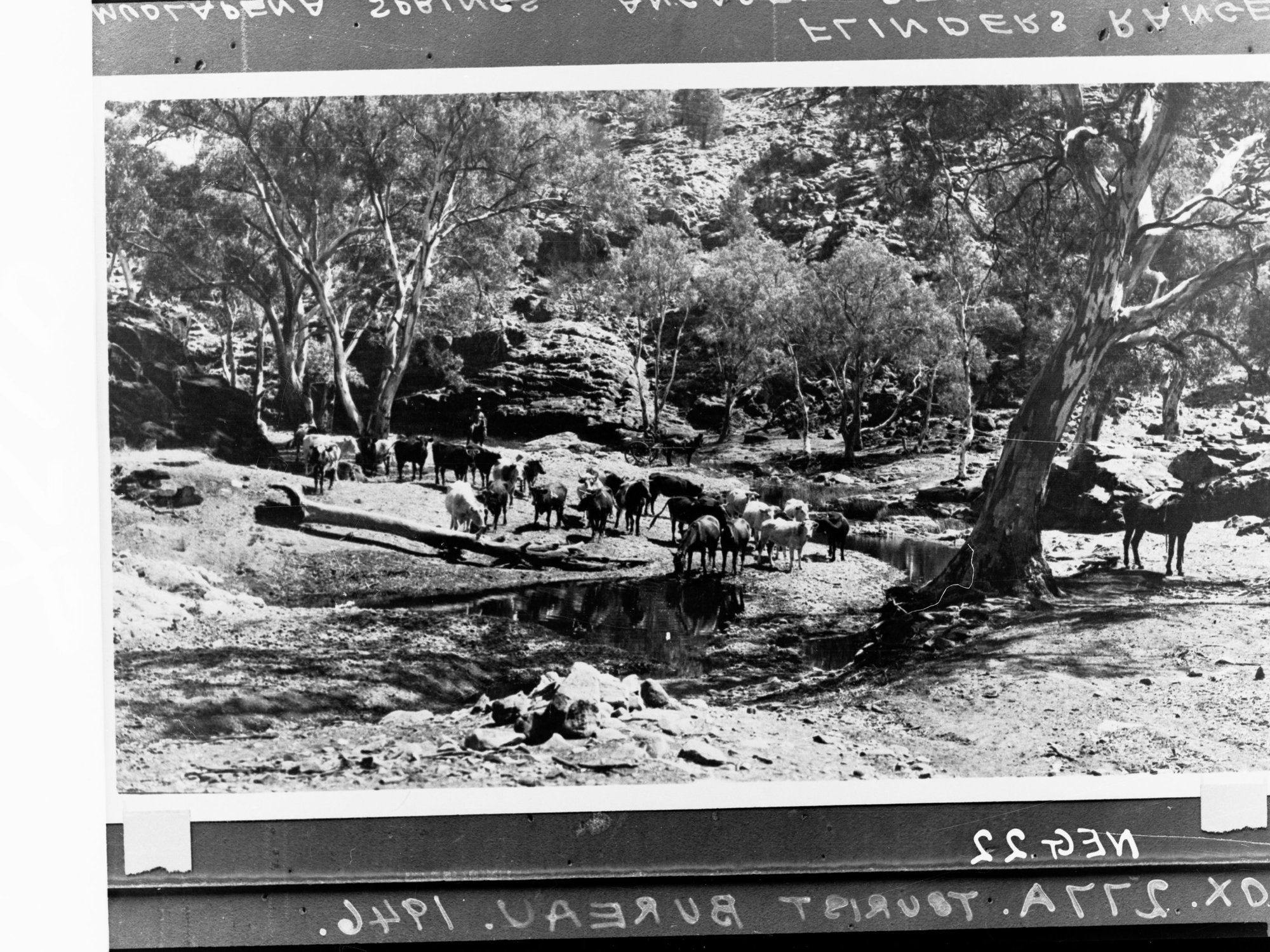 Mudlapena Springs Angapena Station, Flinders Ranges