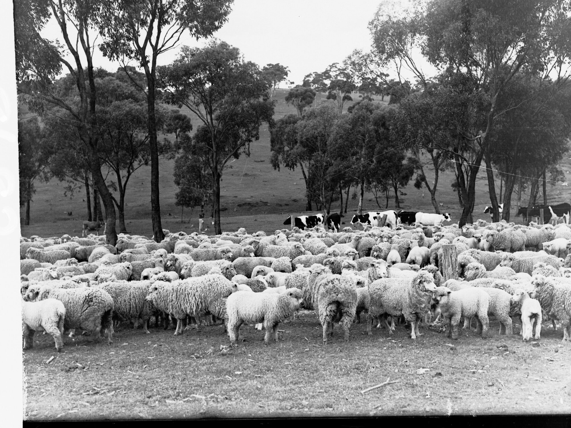 Sheep and dairy cows at Minda Home's Craigburn Farm, 1937