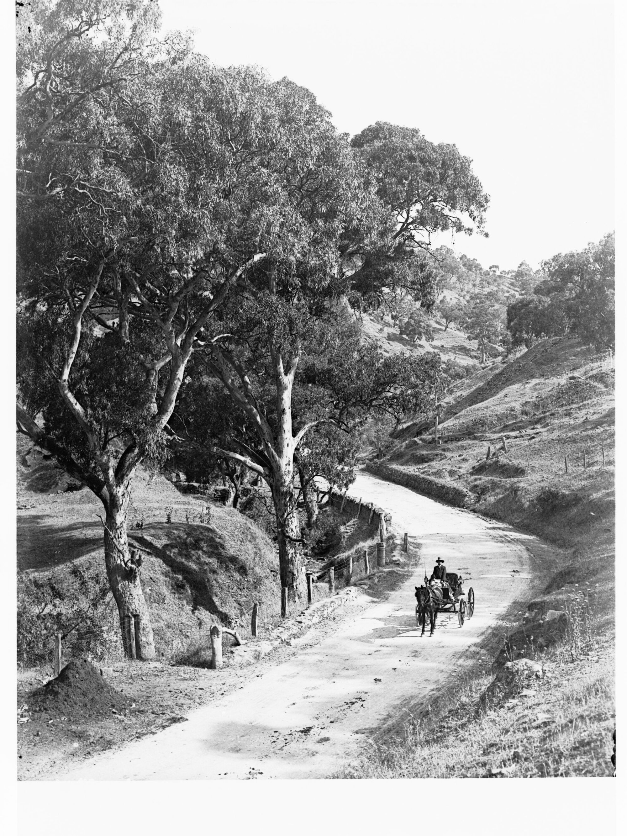 Horse and Carriage on Mount Barker Road