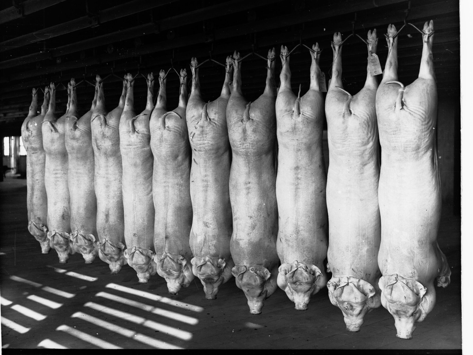 Roseworthy College Export Pigs Produce Department