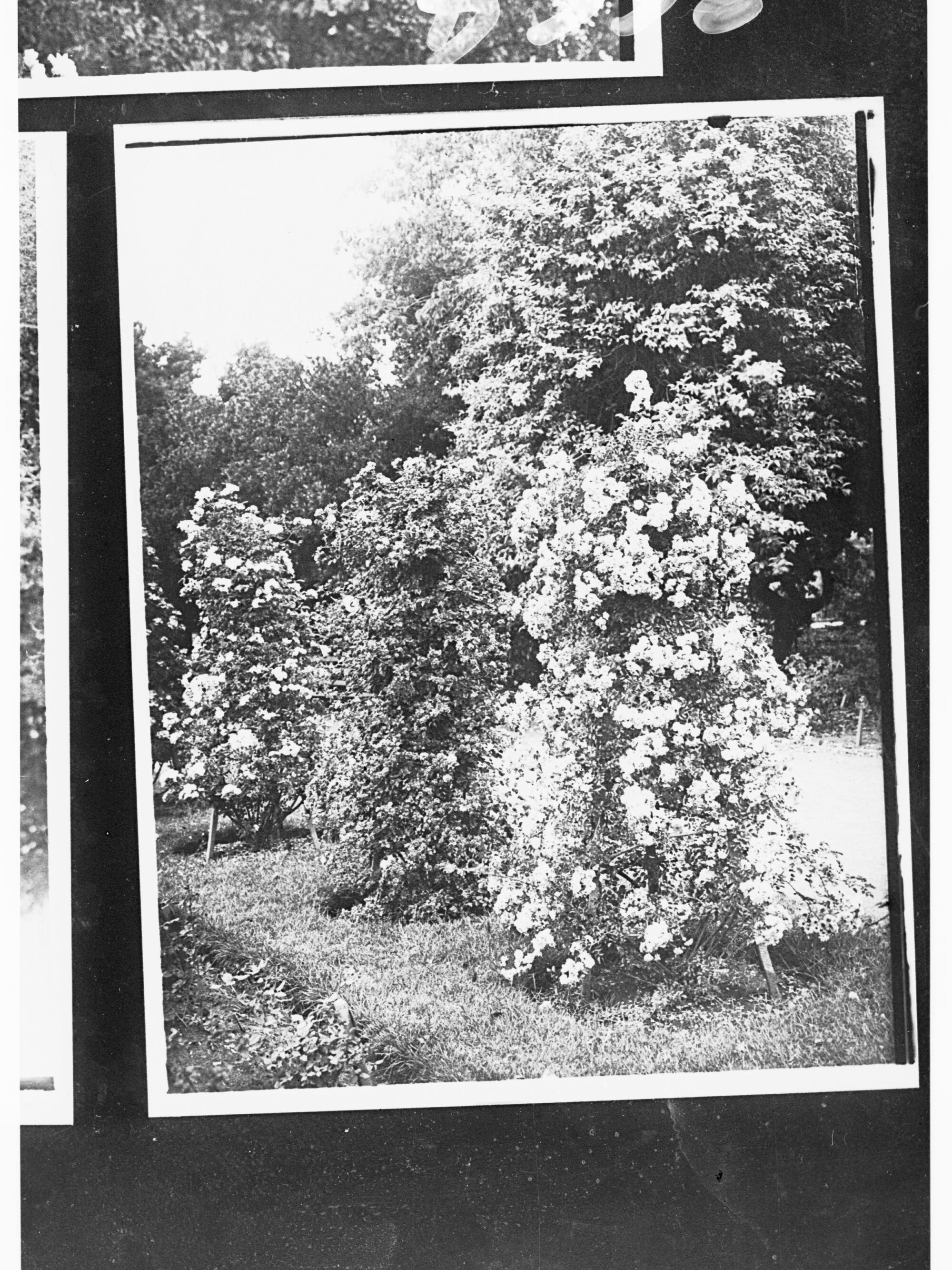 Botanical Gardens - shrubs in flower