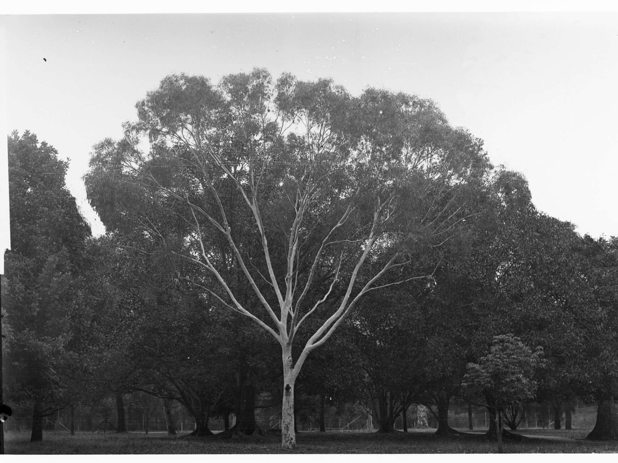 Pinus Canarignsis,  Botanic Gardens