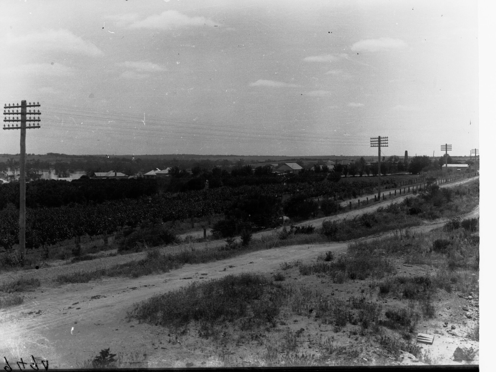 Mr A.S Ross orchard, Waikerie