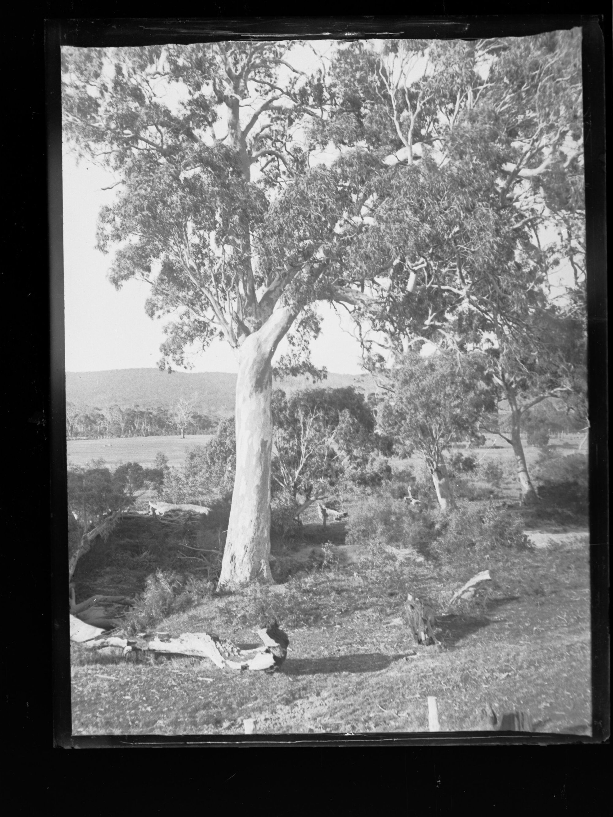 View of gum trees, area unknown 