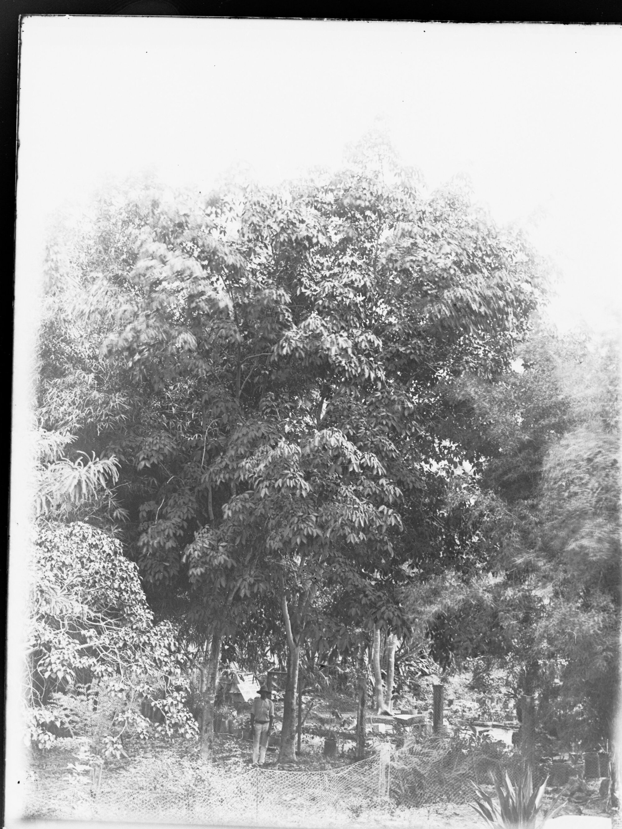 Tropical Trees