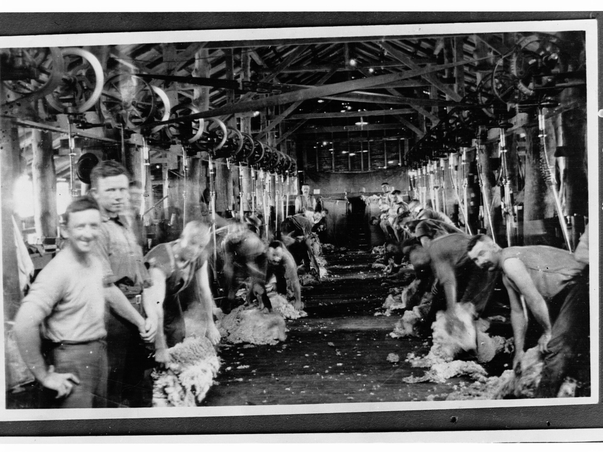 Shearers Shearing in Shed