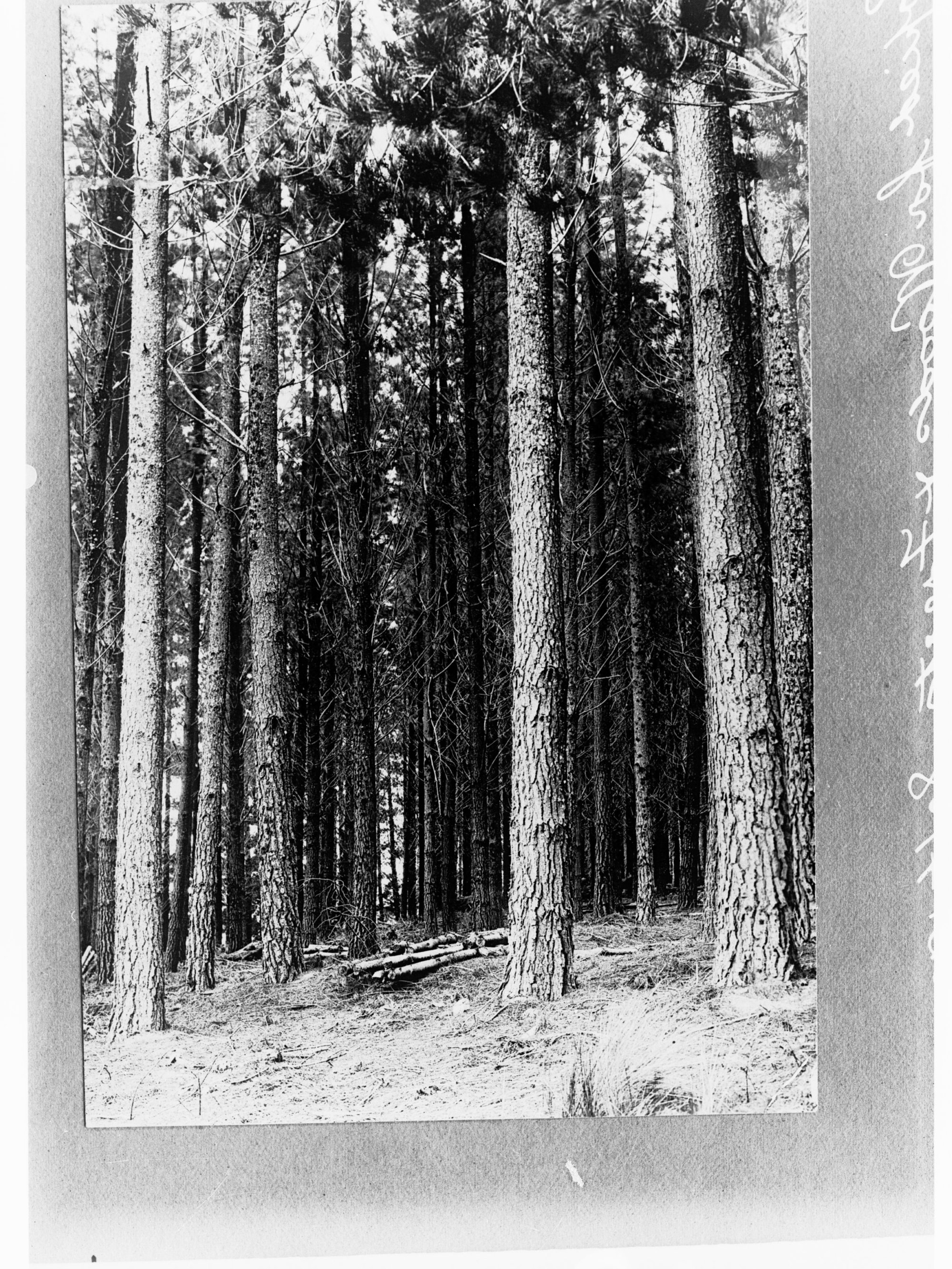 Pine Forest