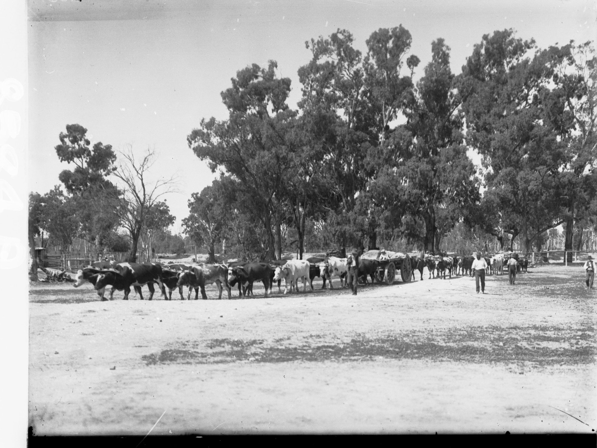 Bullock Teams