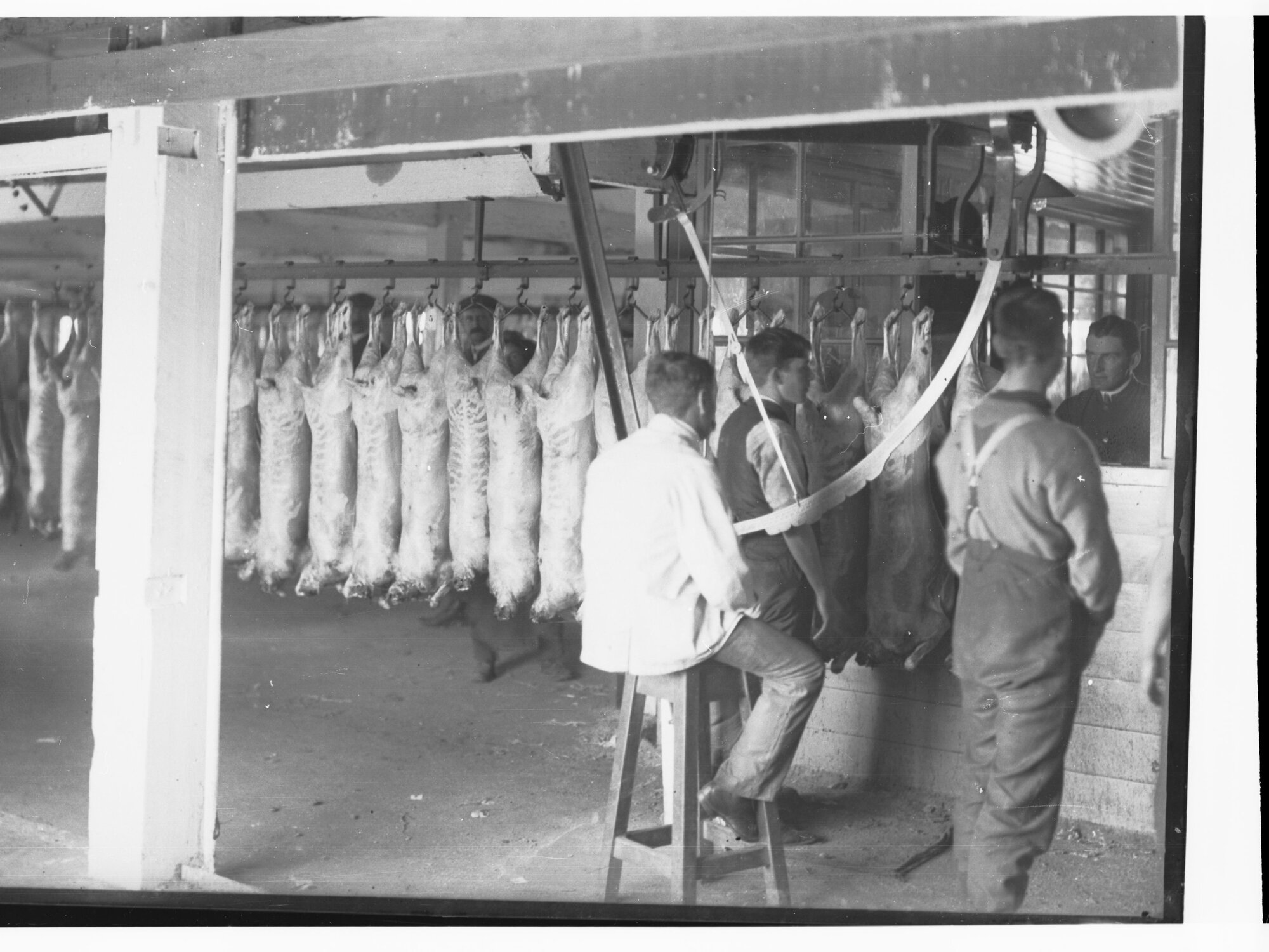 Port Adelaide Export Depot Weighing Slaughtered Lambs