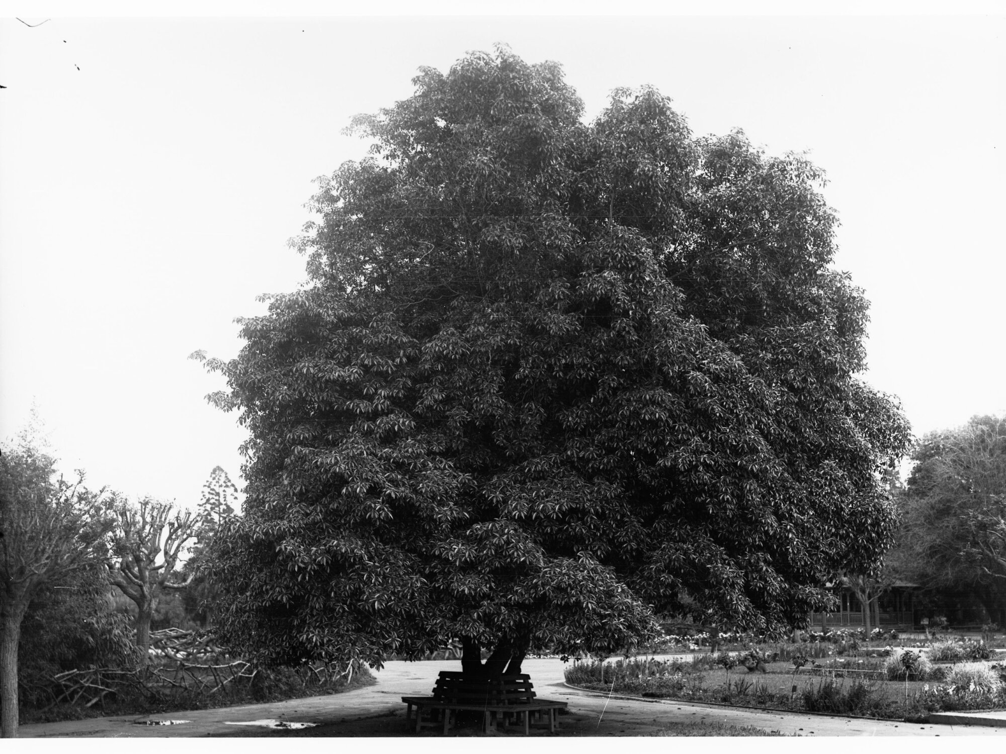 Tilia Europea, Botanic Gardens