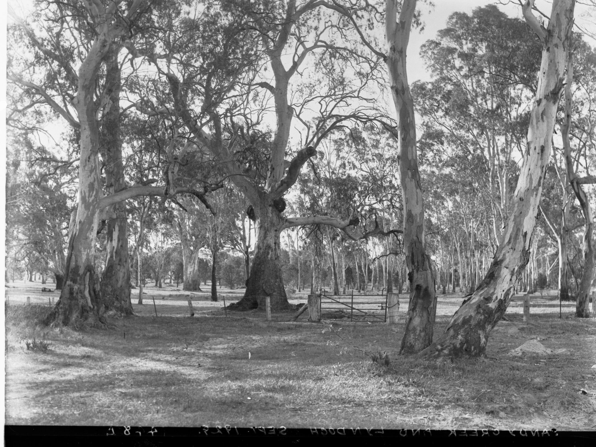 Gum trees