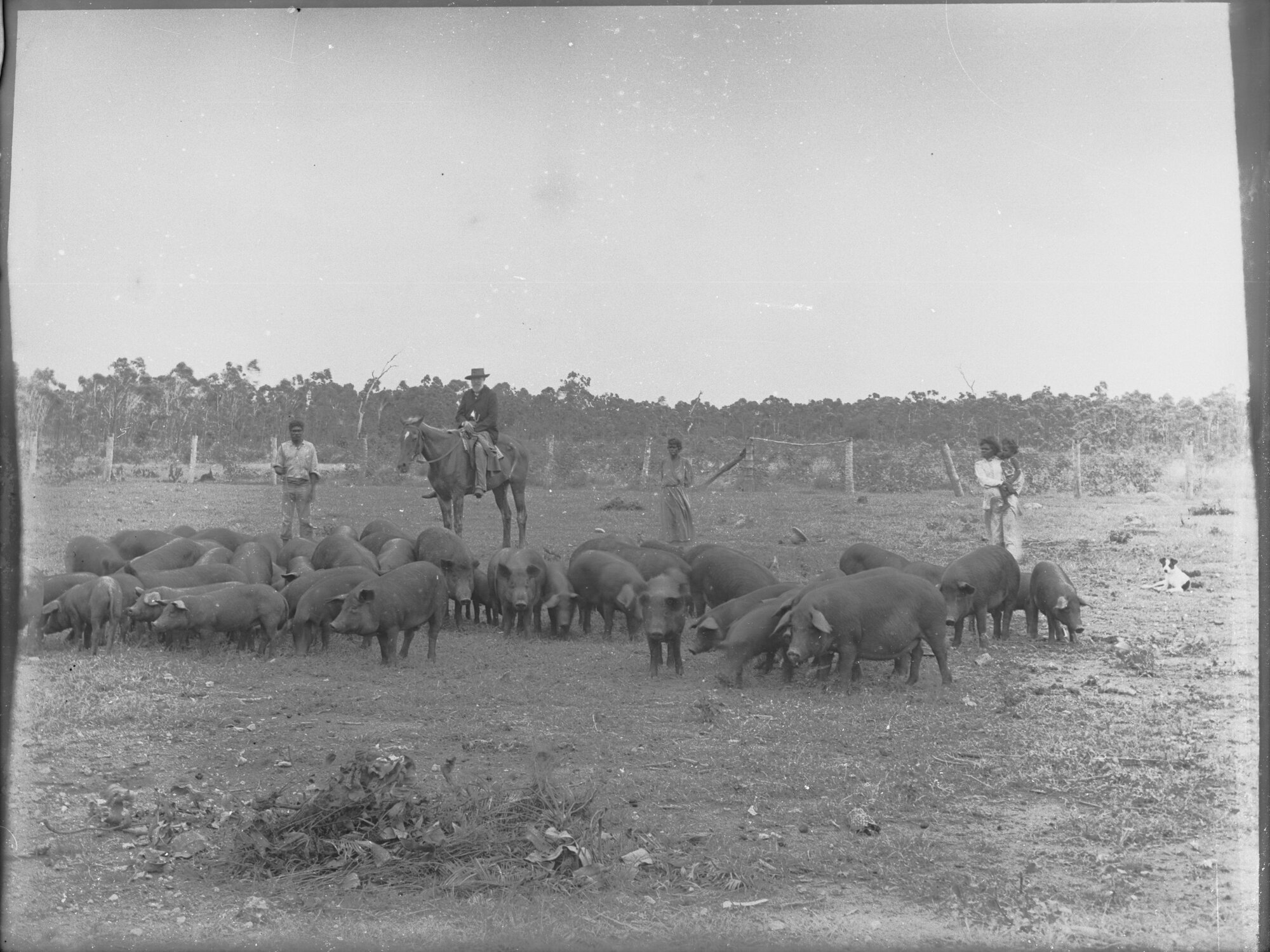 Northern Territory Pig Farm