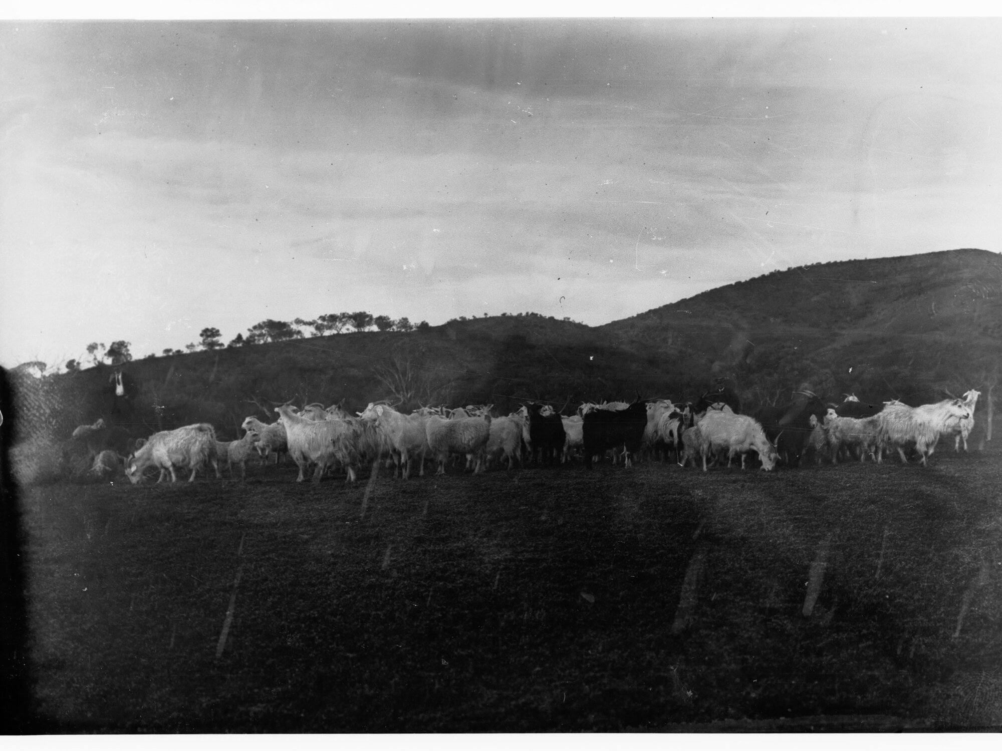 Angora Goats at Mount Searle