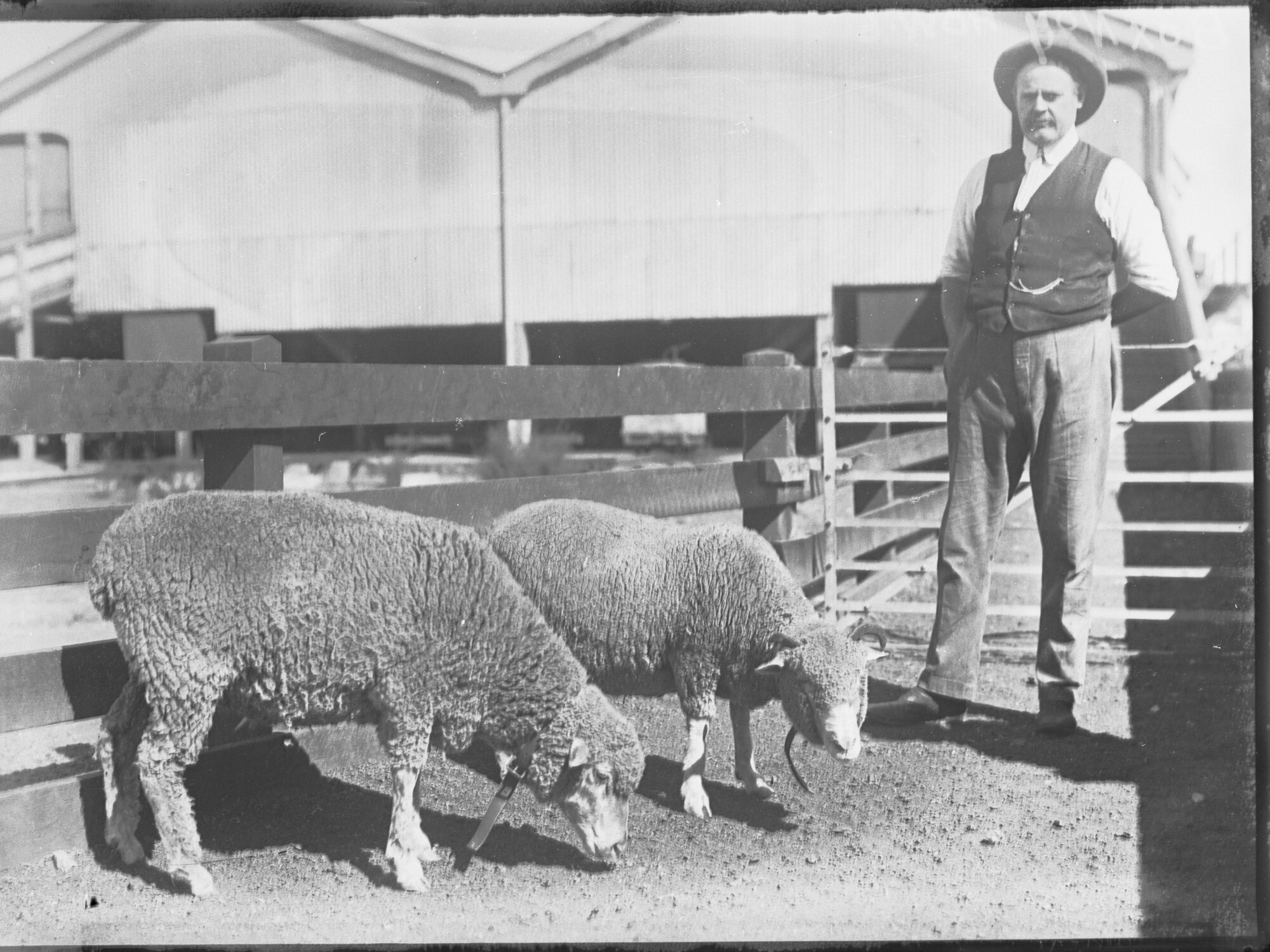 Two pet lambs and stockman