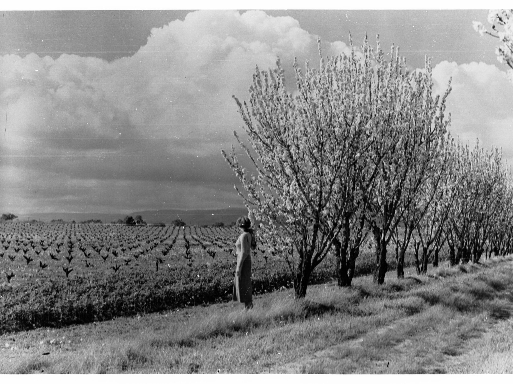 Orchard Trees 