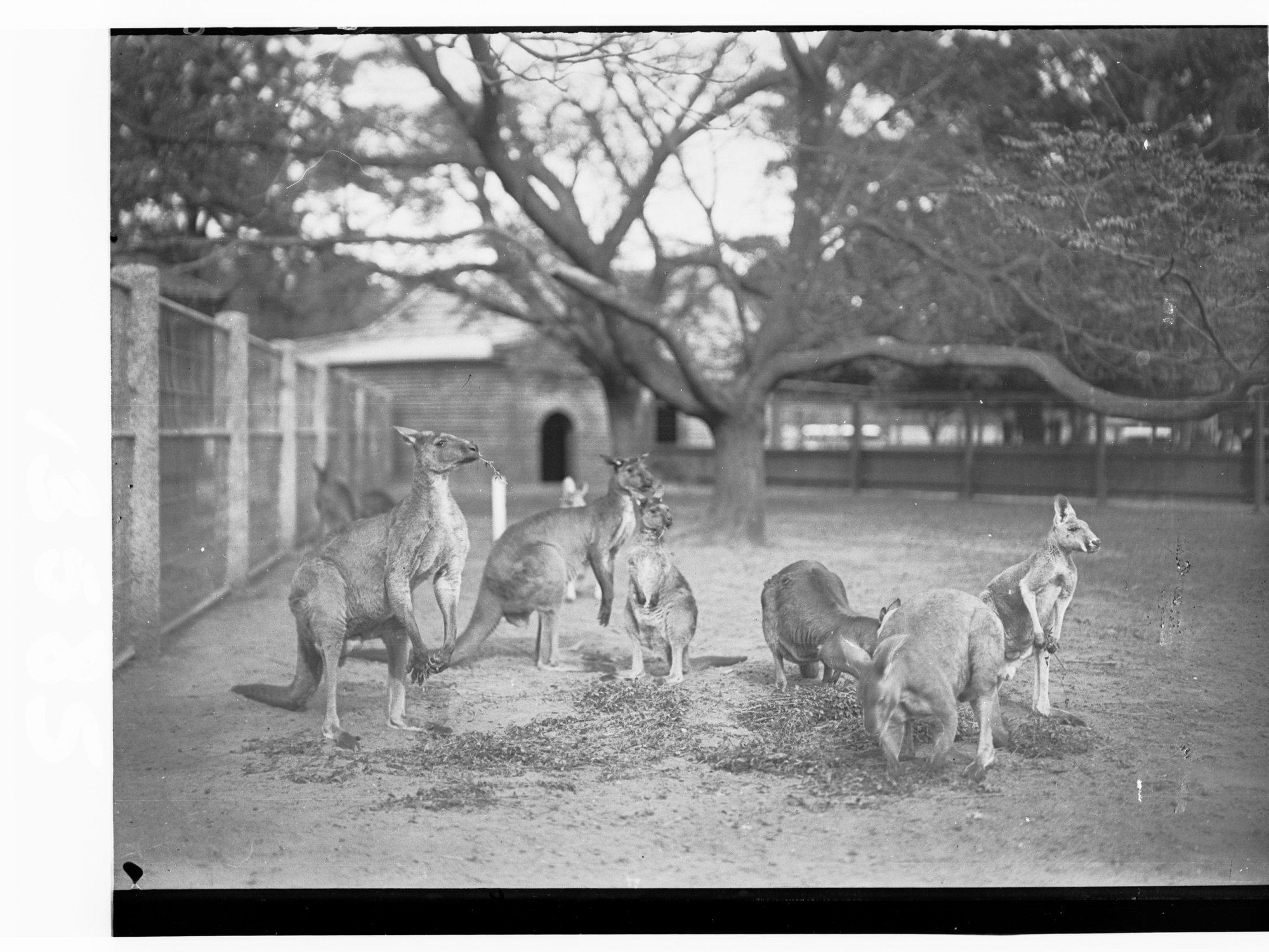 Red kangaroos at Adelaide Zoo 