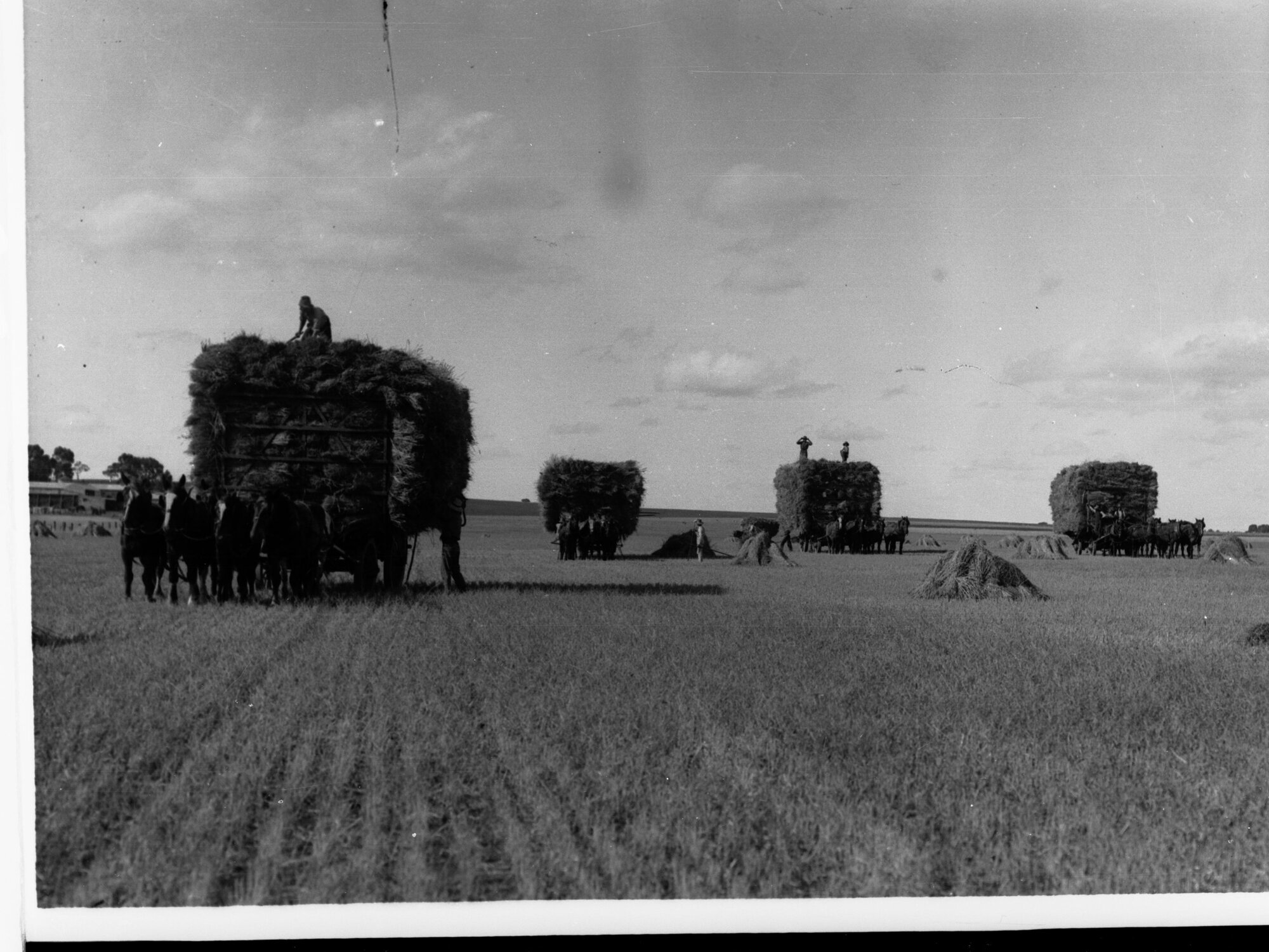 Horse Drawn Waggons Loaded With Lucerne in a Paddock