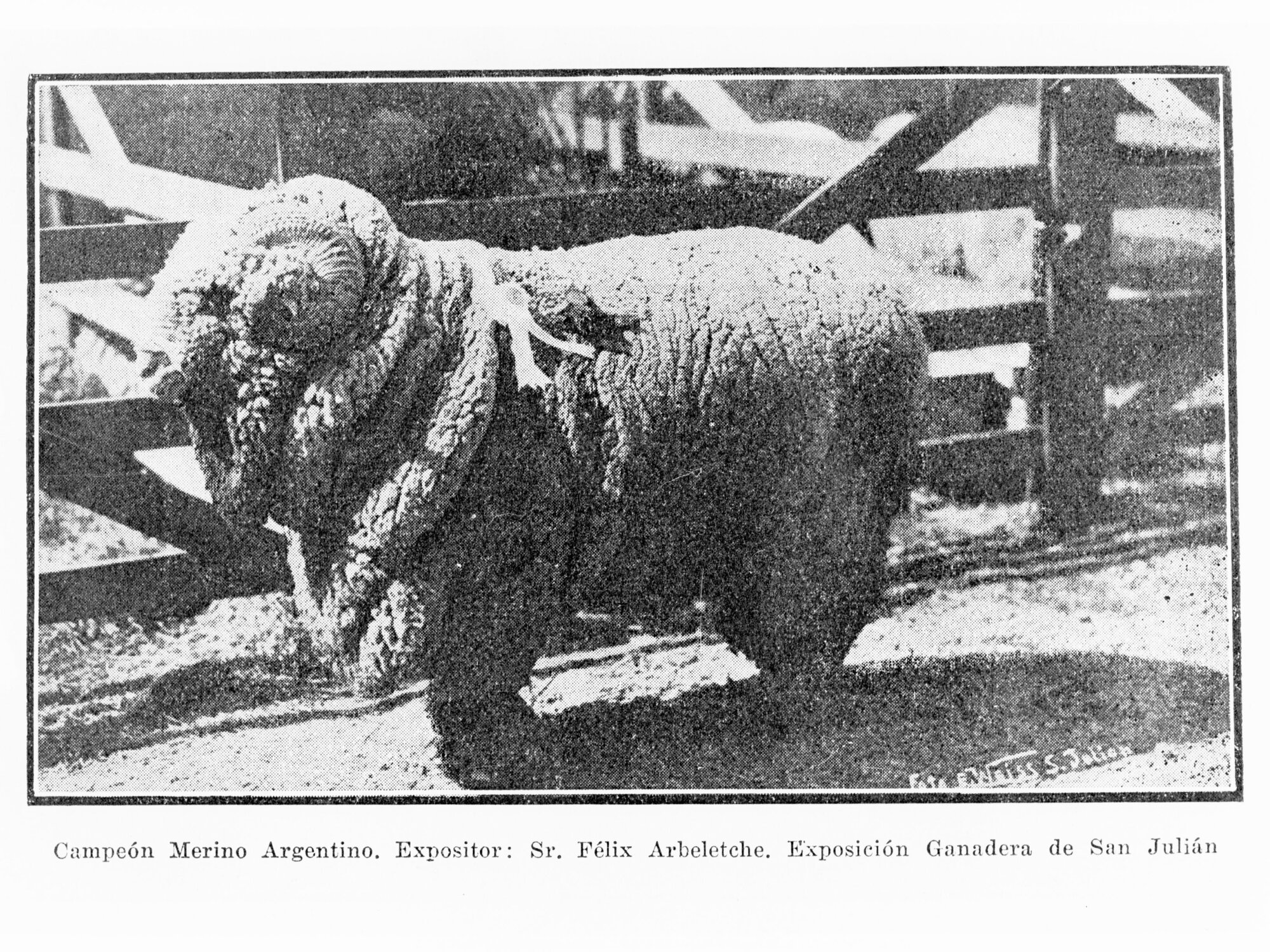 Picture of one sheep from Argentina
