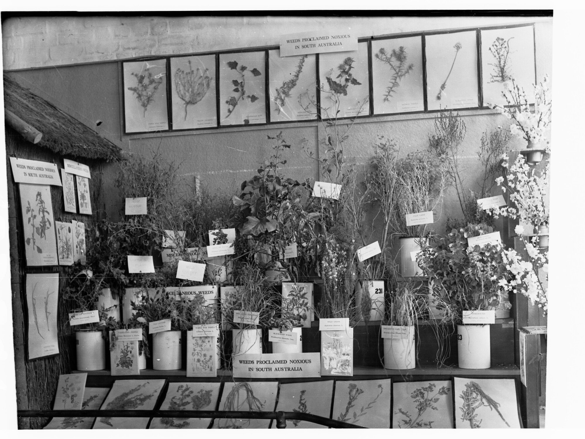 Weeds proclaimed as noxious in South Australia - Agriculture Hall, Royal Adelaide Show