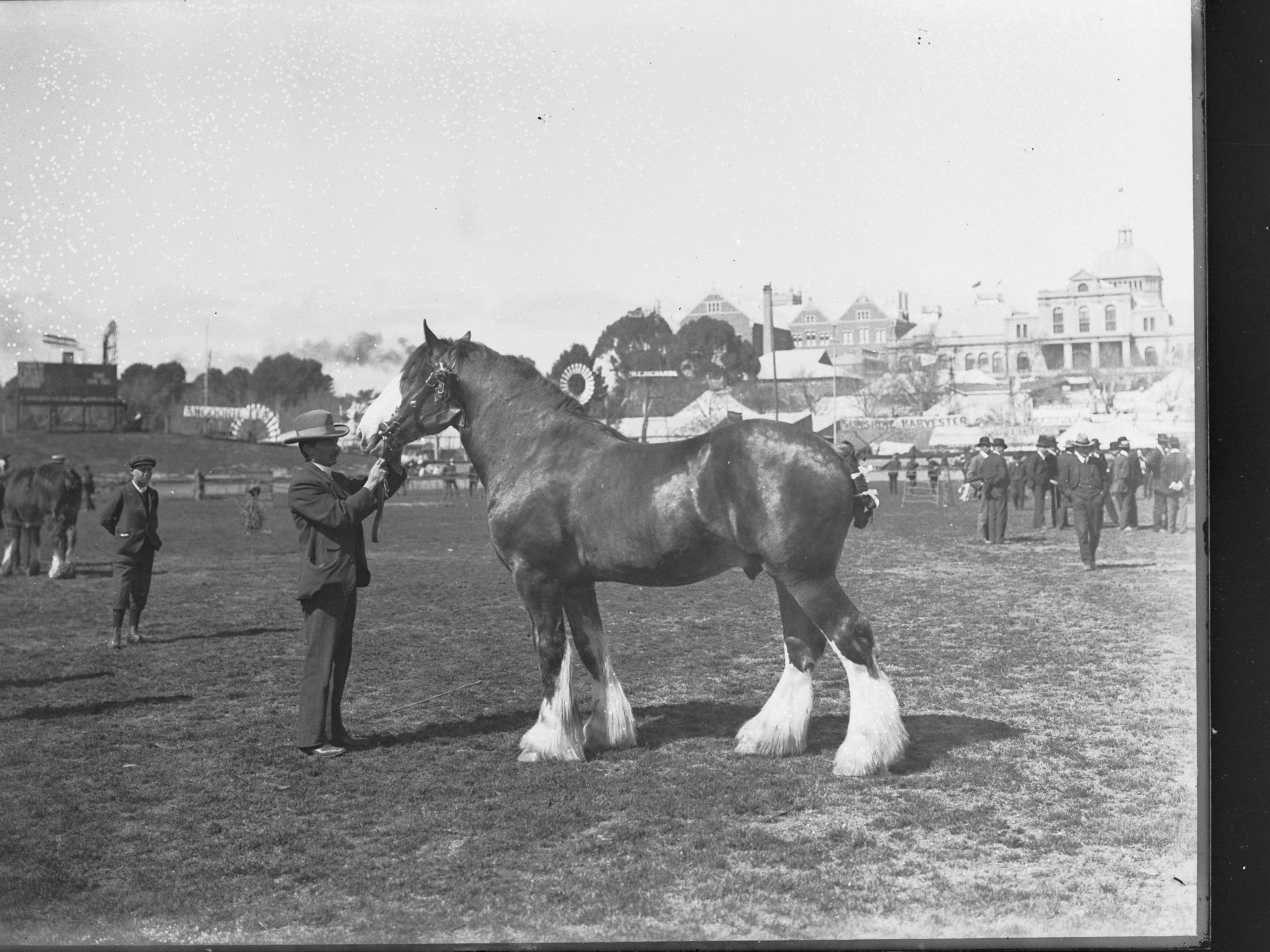 Draught Horse on Show
