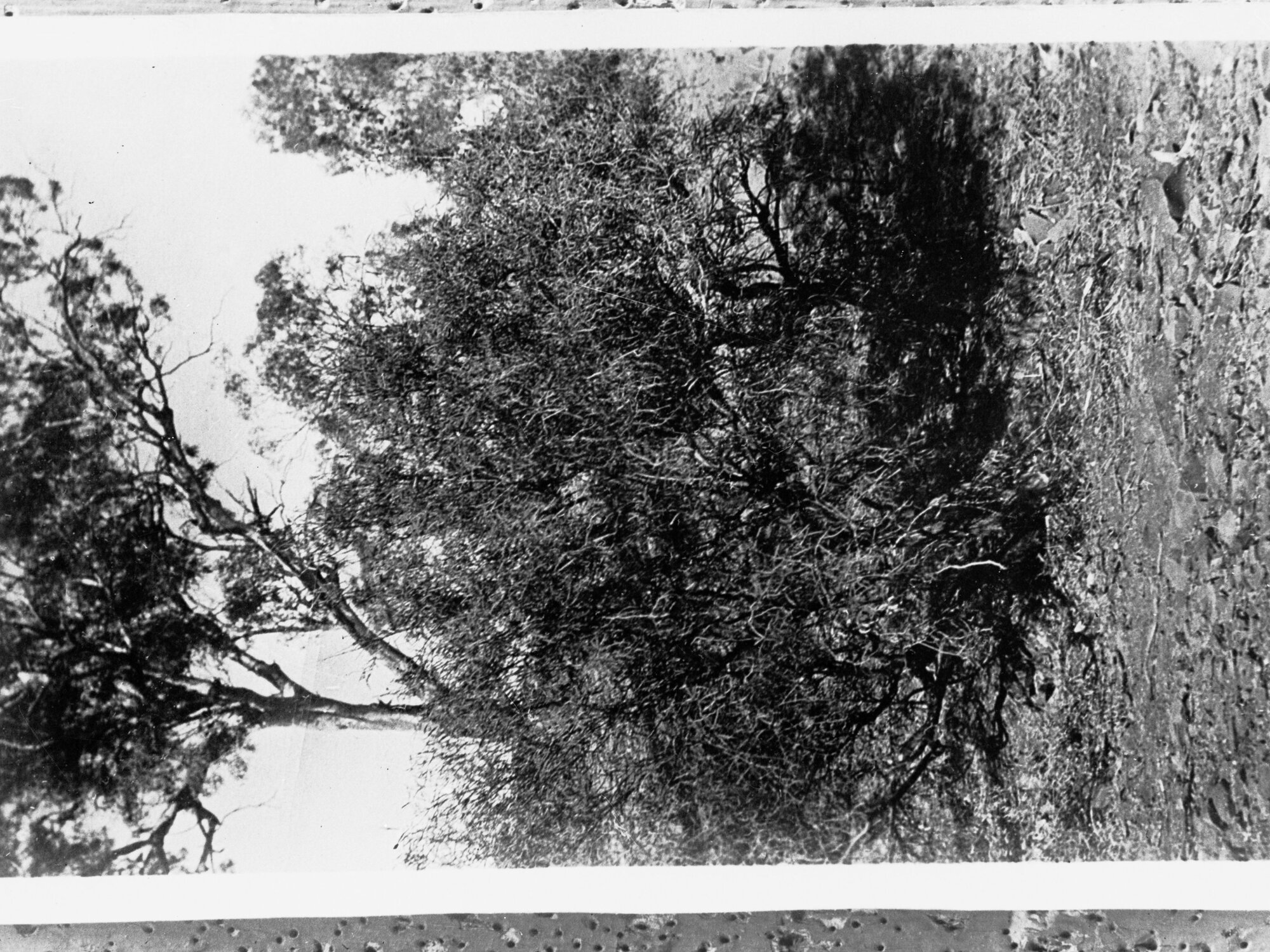 Worturpa Murder Case bush scene