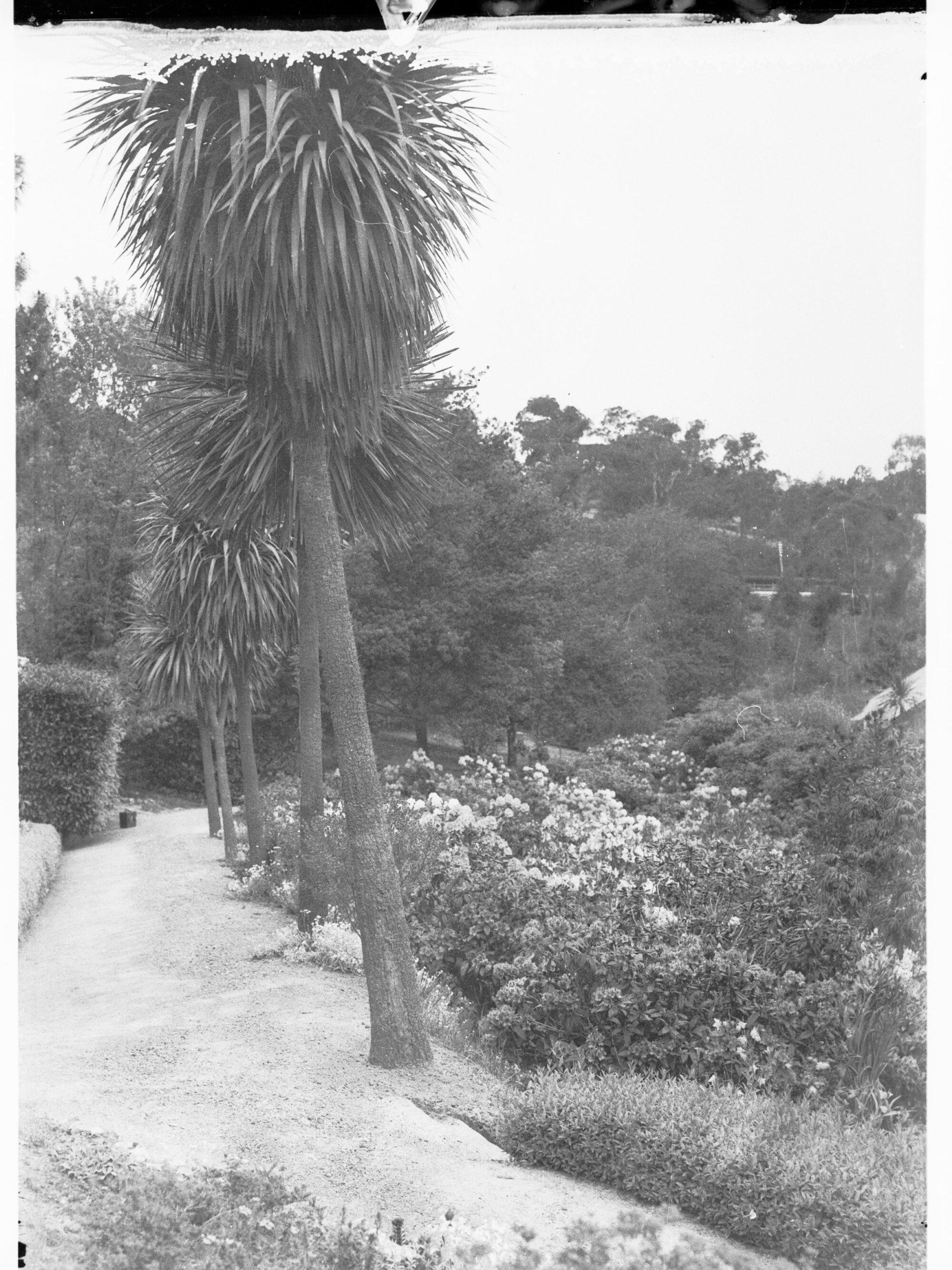 Rhododendrons, Mount Lofty