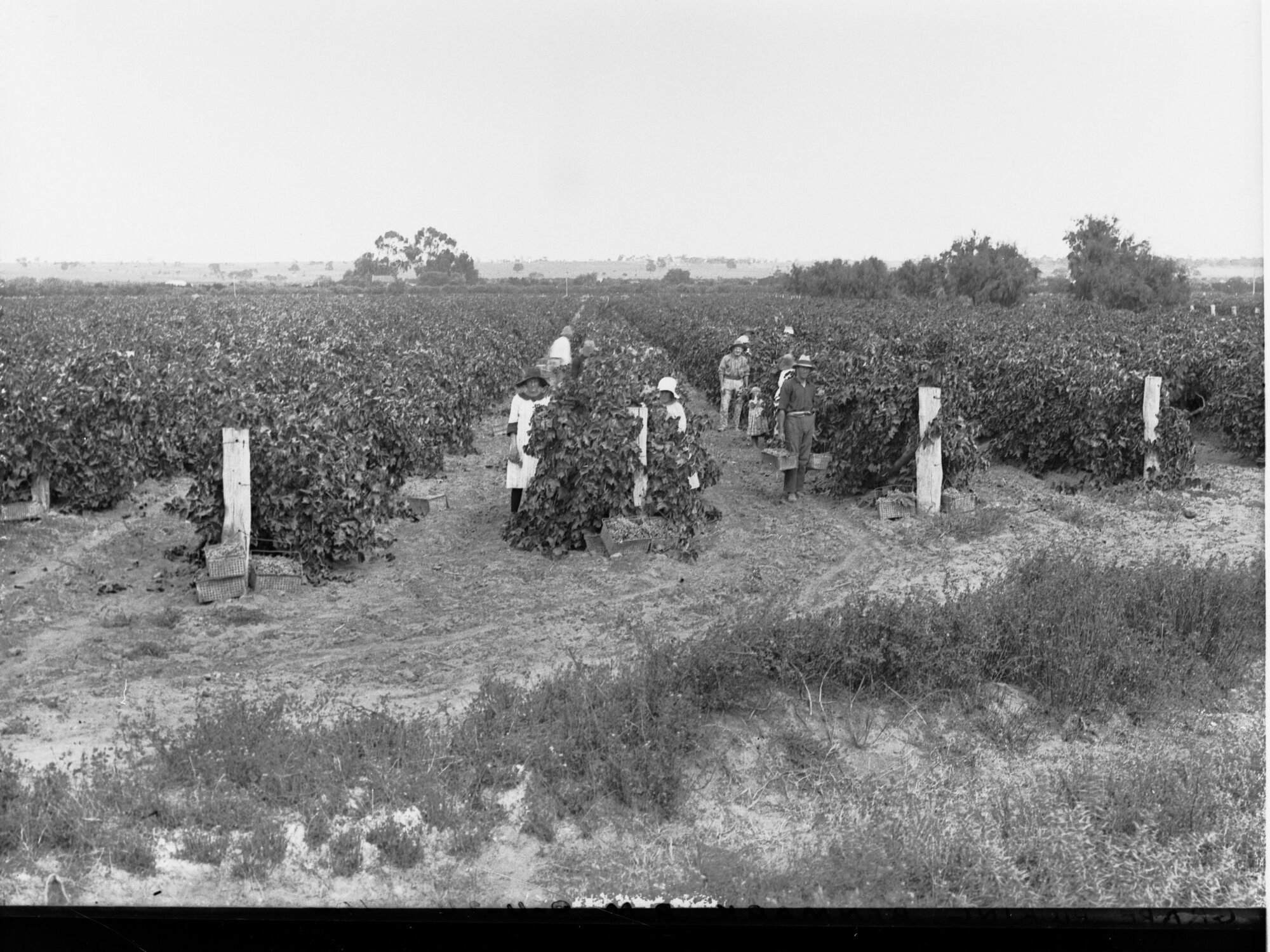 Grape Picking at Renmark