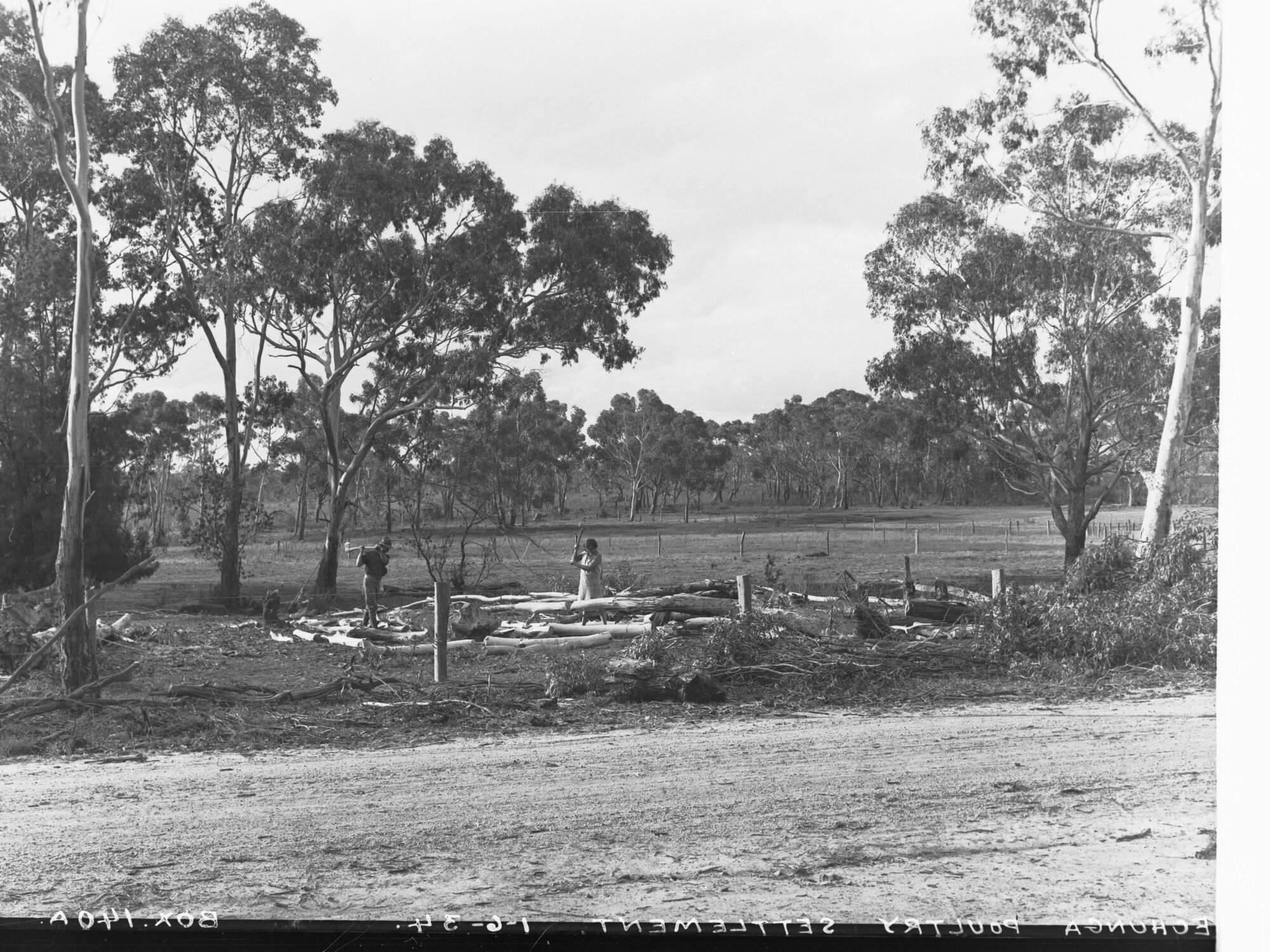 Echunga Poultry Settlement - Two men chopping wood