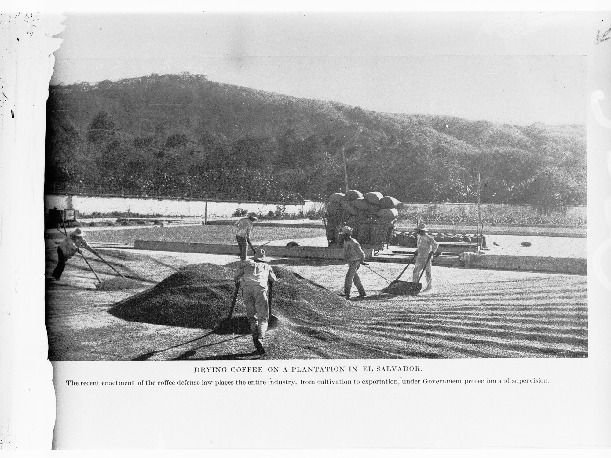Drying coffee on a plantation in El Salvador