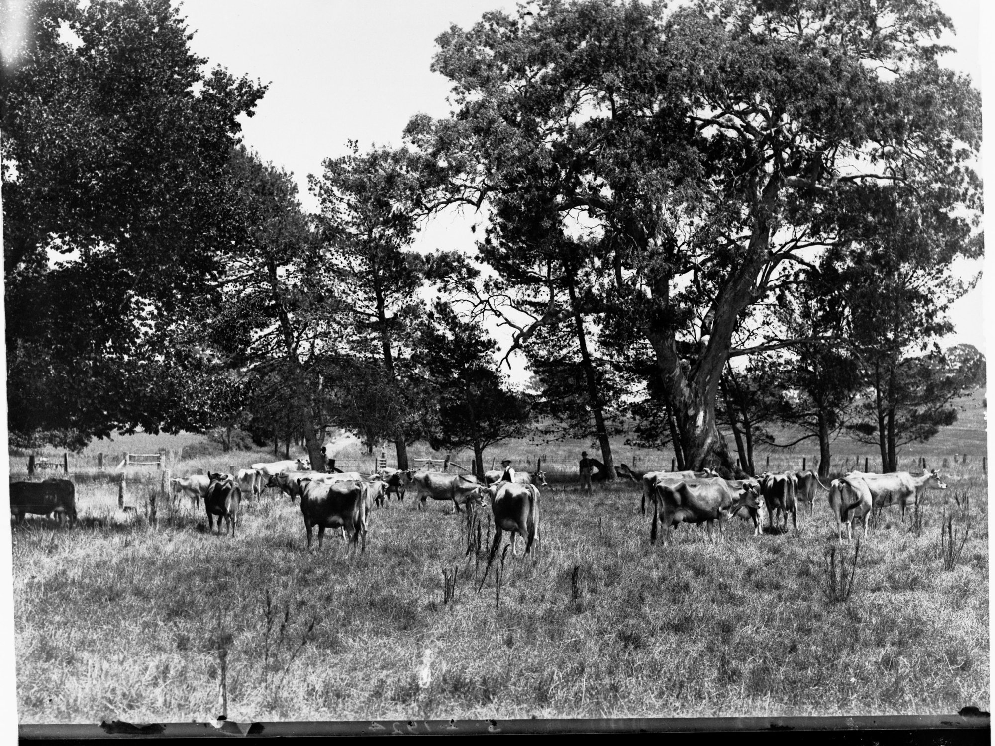 Dairy Cows at Fulham