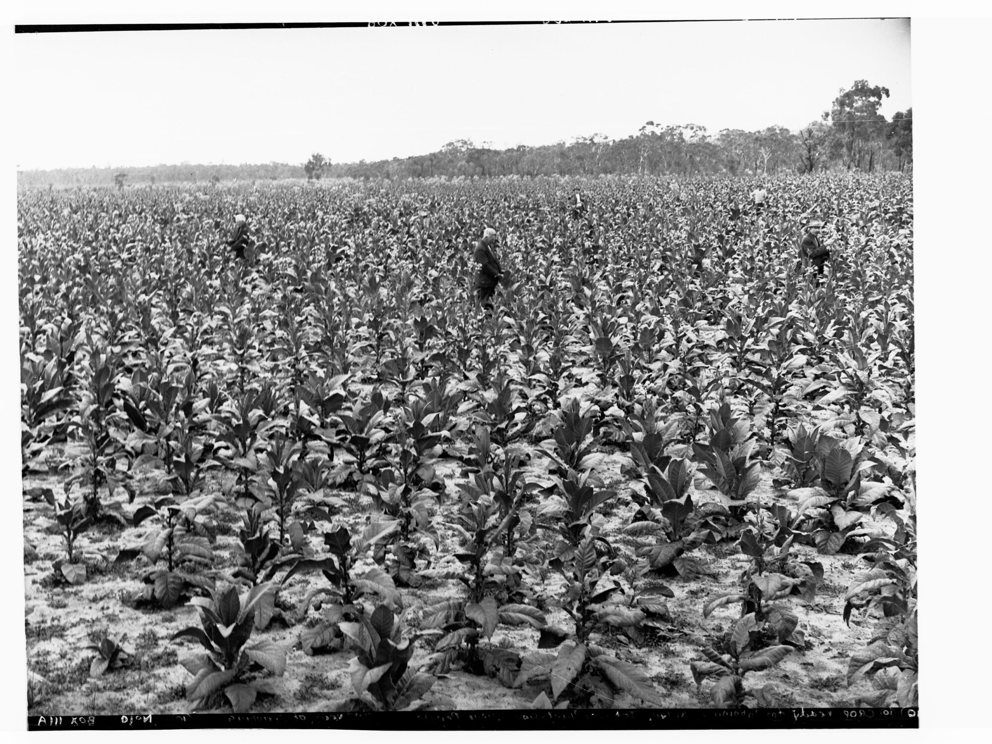 Tobacco plantation showing men picking tobacco