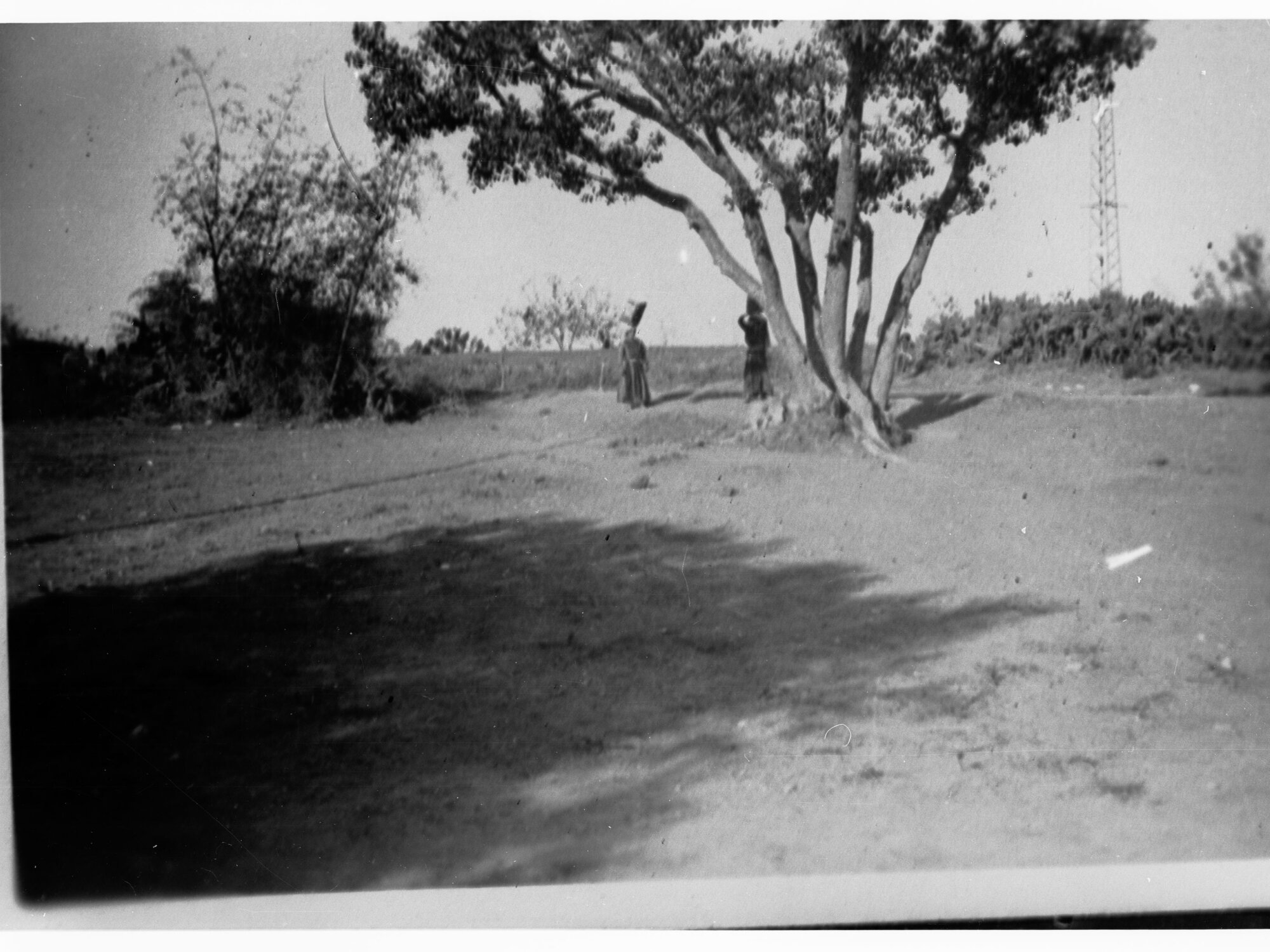 Two people standing beneath a tree