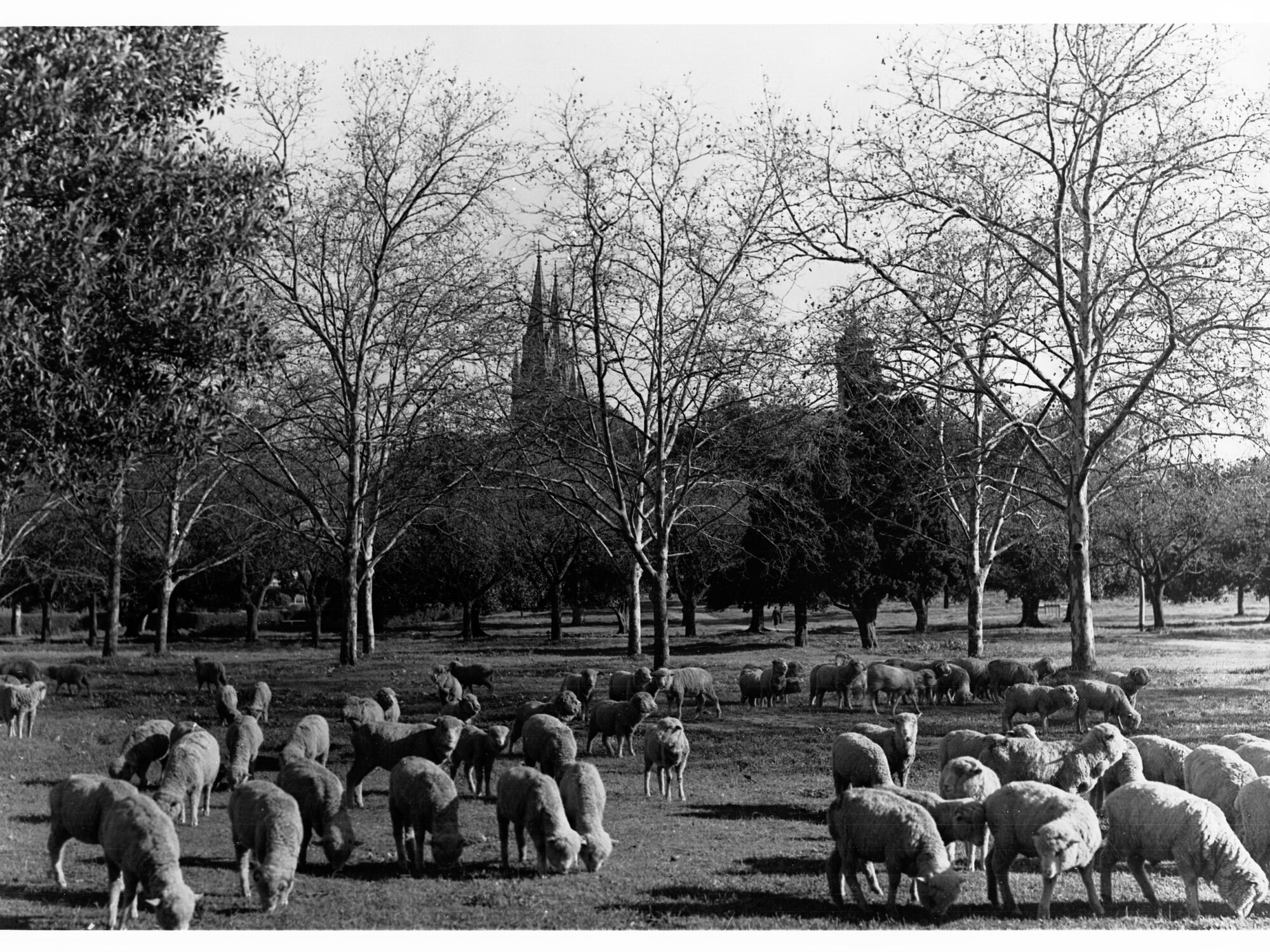 Sheep Grazing in Creswell Garden