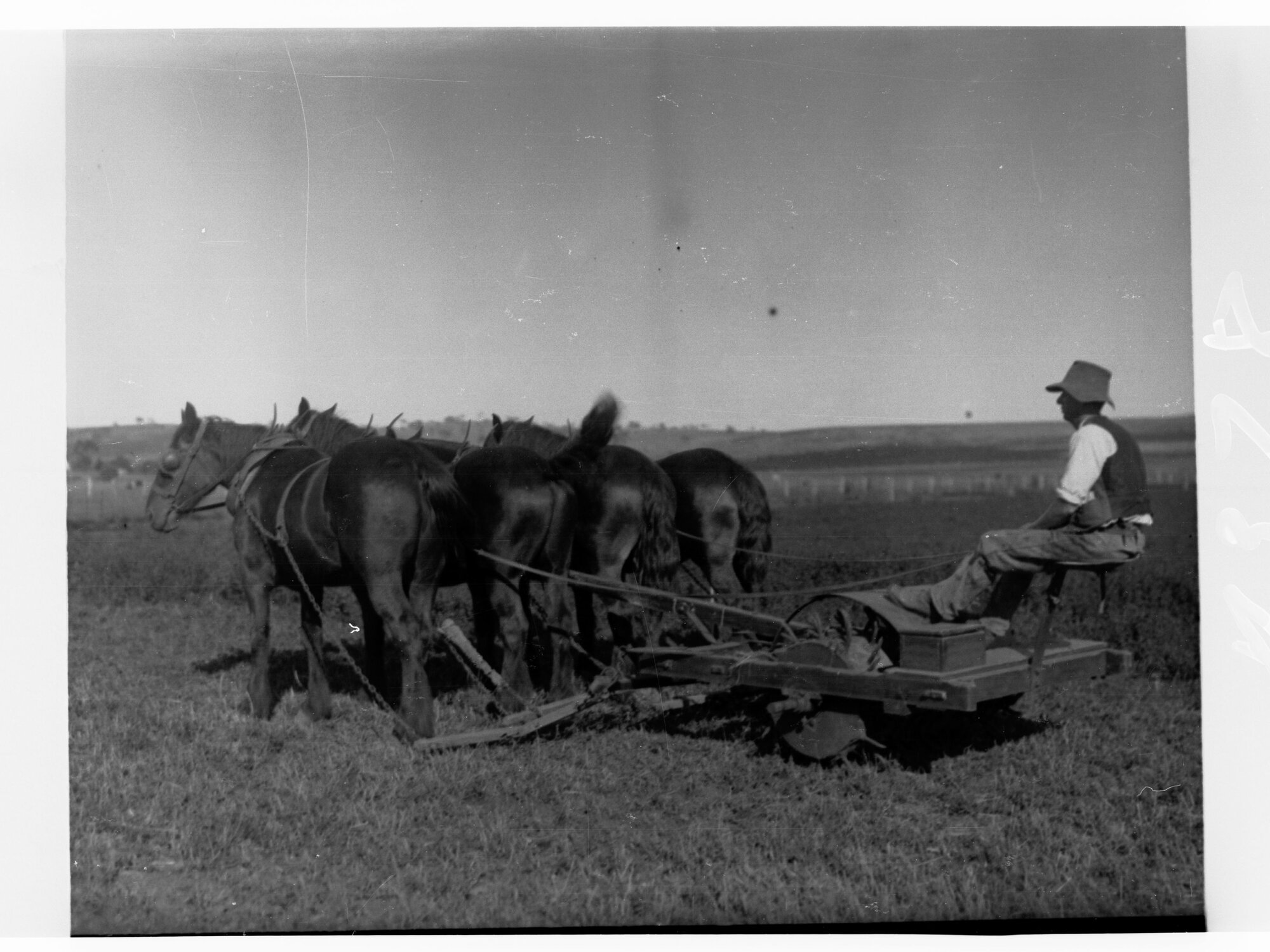 Turretfield, Government Stud Farm - Rolling Lucerne
