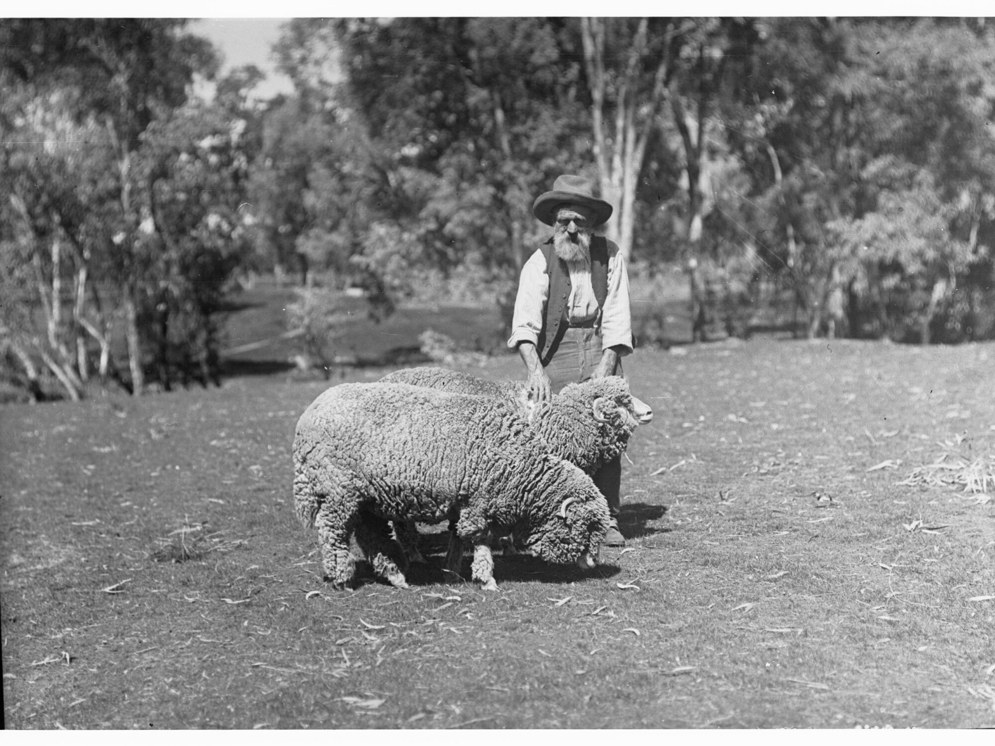 Man with two sheep