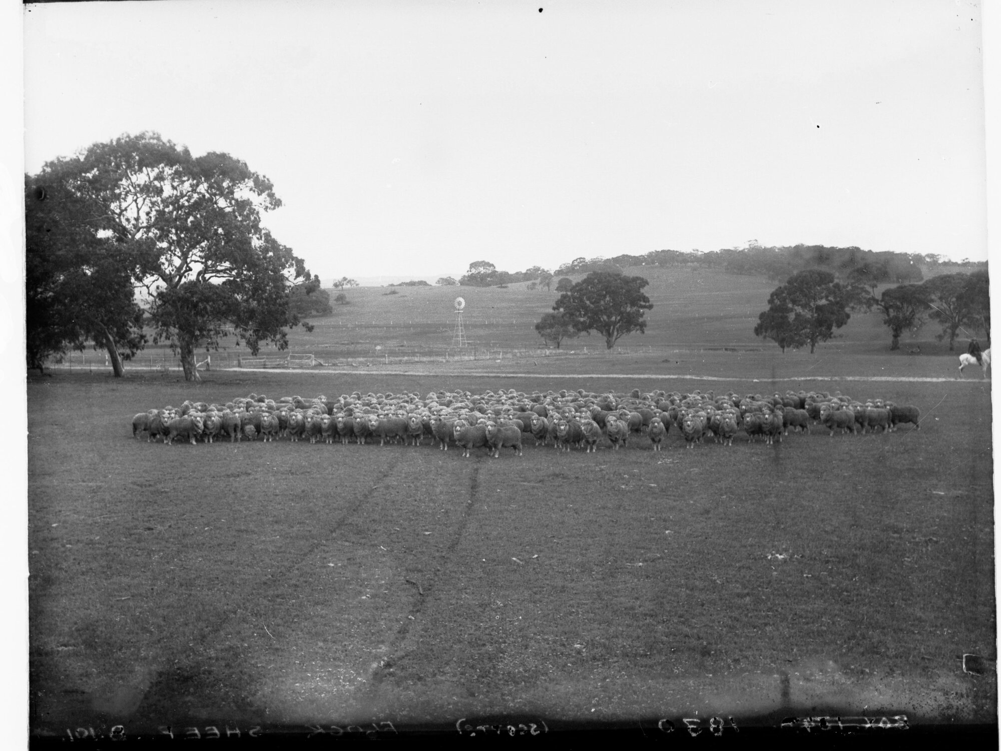 Flock of Sheep Grazing in a Paddock