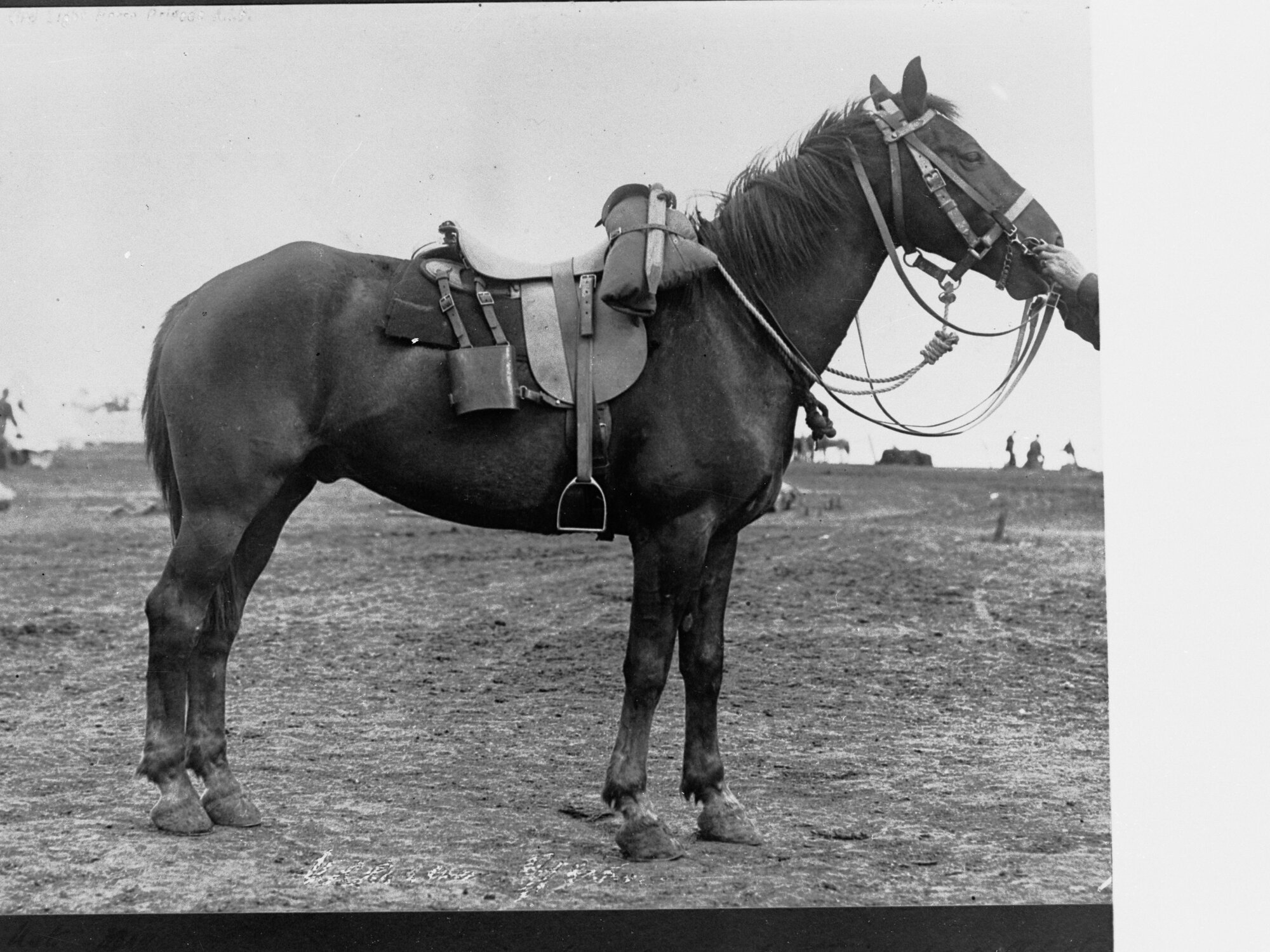 View of a Horse