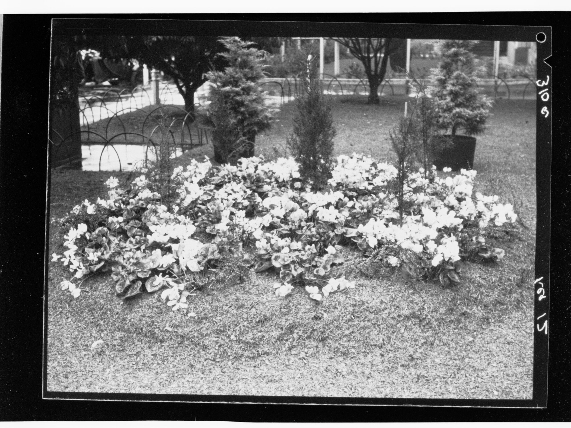 National Flower Day Festival held in Adelaide on the 21st September 1949