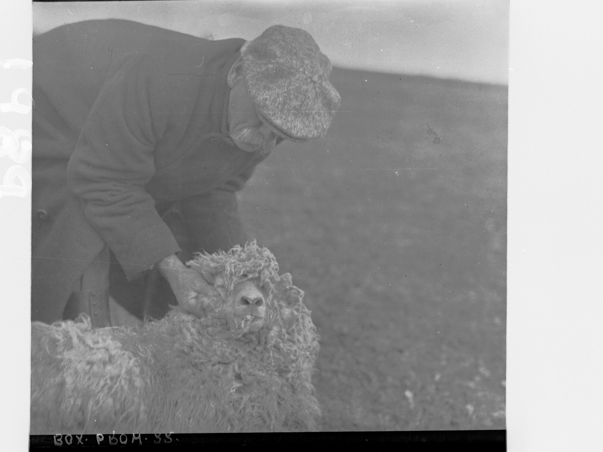Man holding a sheep  (photo refers to sheep infested with lice)