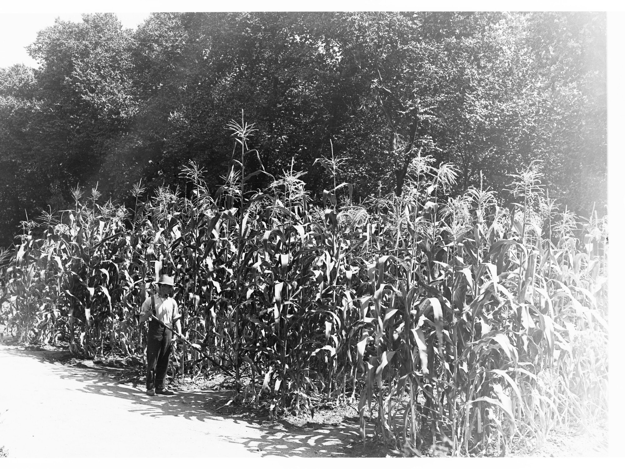 Farmer Standing by his Crops of Corn