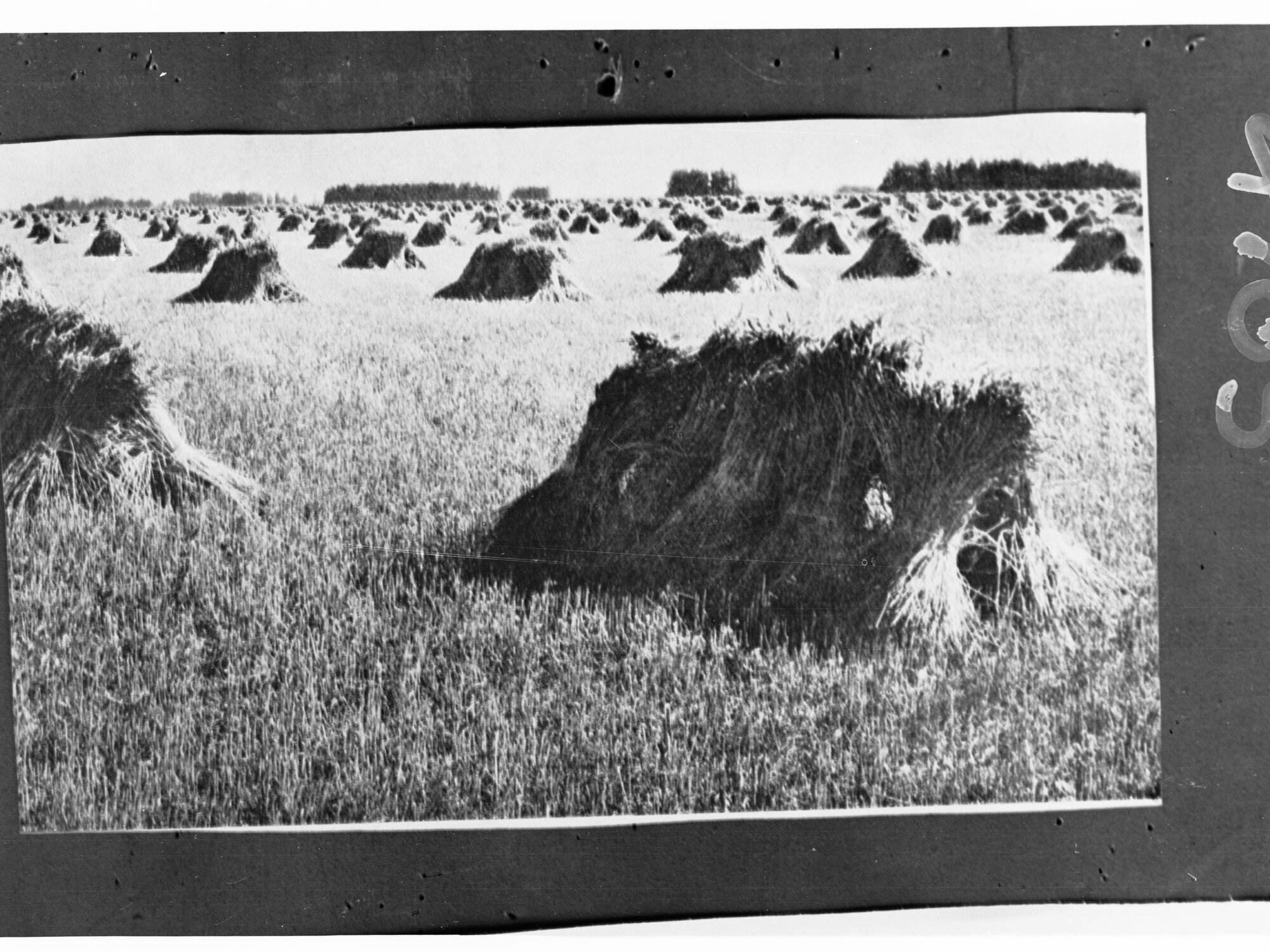 Hay Stacks in a Field