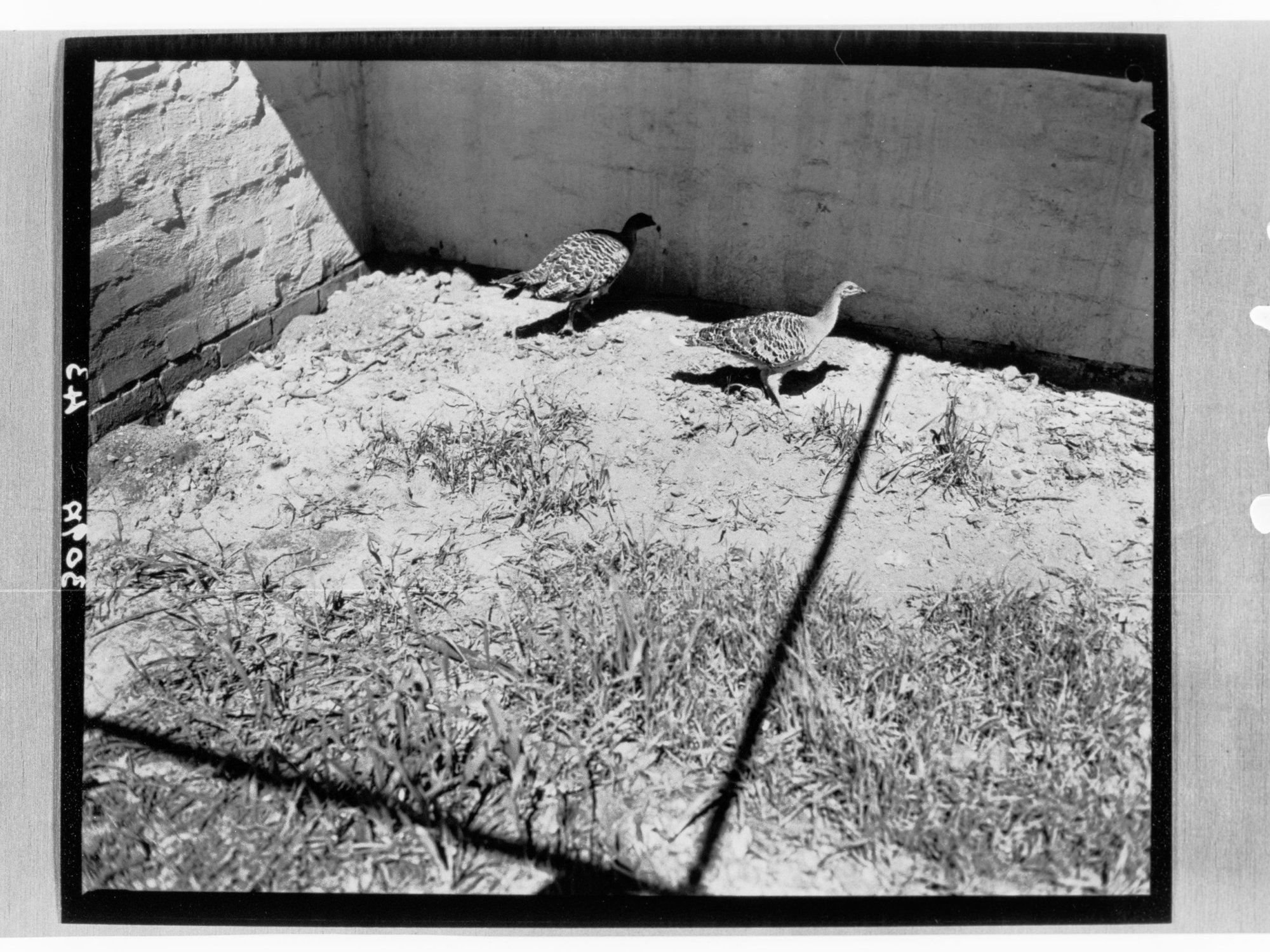Pair of mallee fowl at Adelaide Zoo