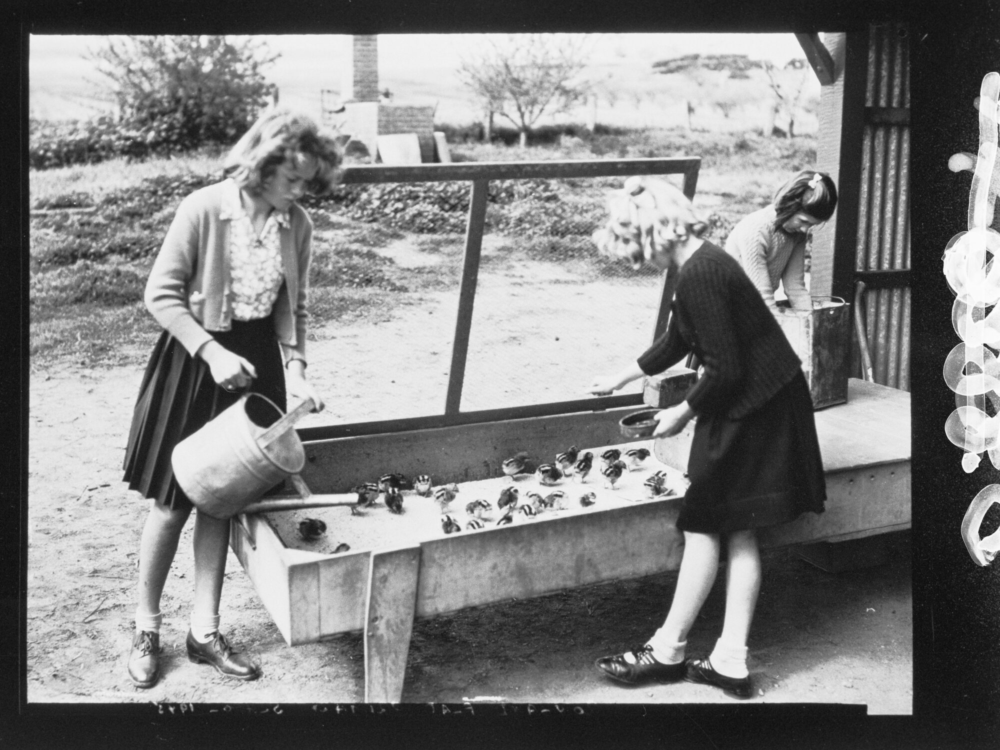 Feeding the Chickens